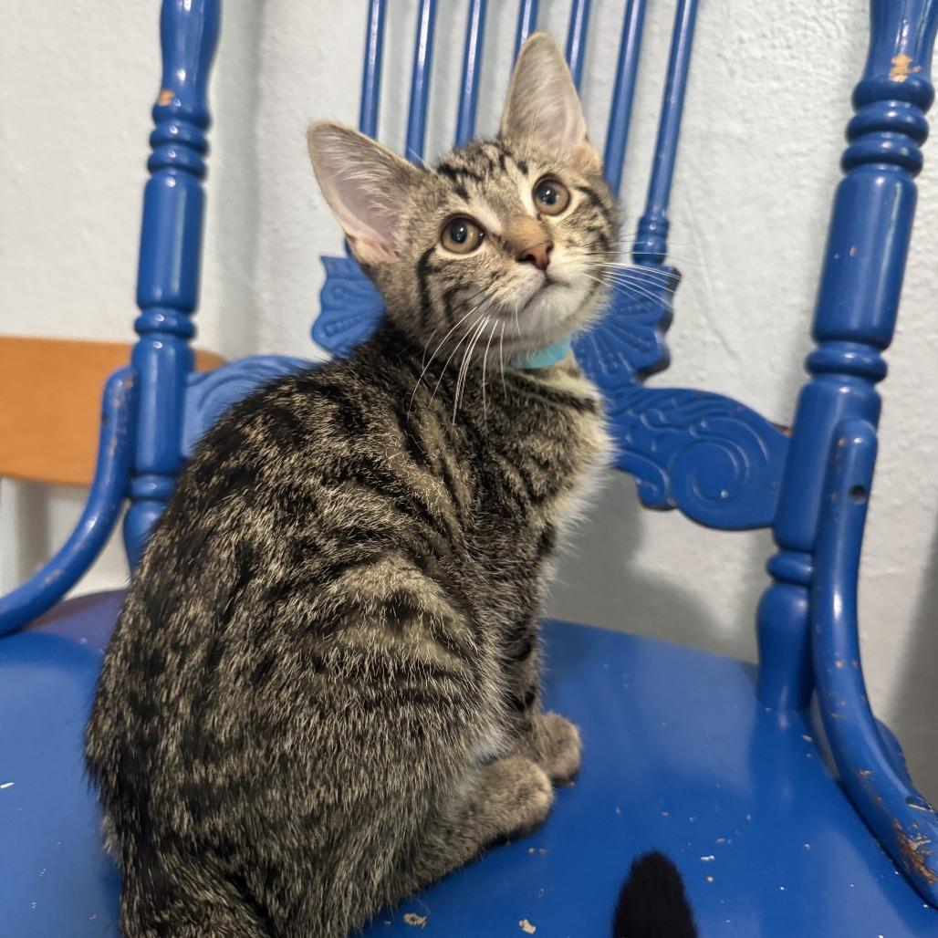 Richie, a Adoptable Domestic Short Hair in Richland, MI image 4/4