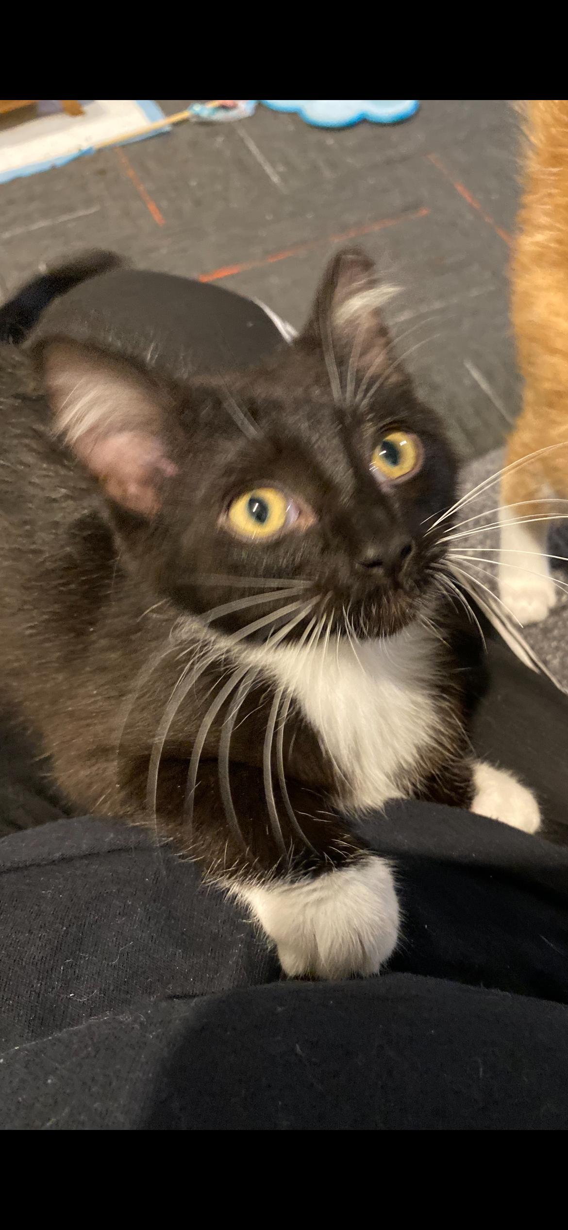 Enlarge Purdue, a Adoptable mixed breed in Omaha, NE image 3/3