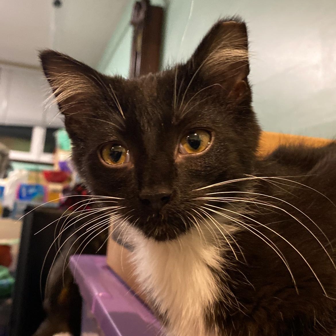 Purdue, Adoptable, Kitten Male Domestic Short Hair & Tuxedo.