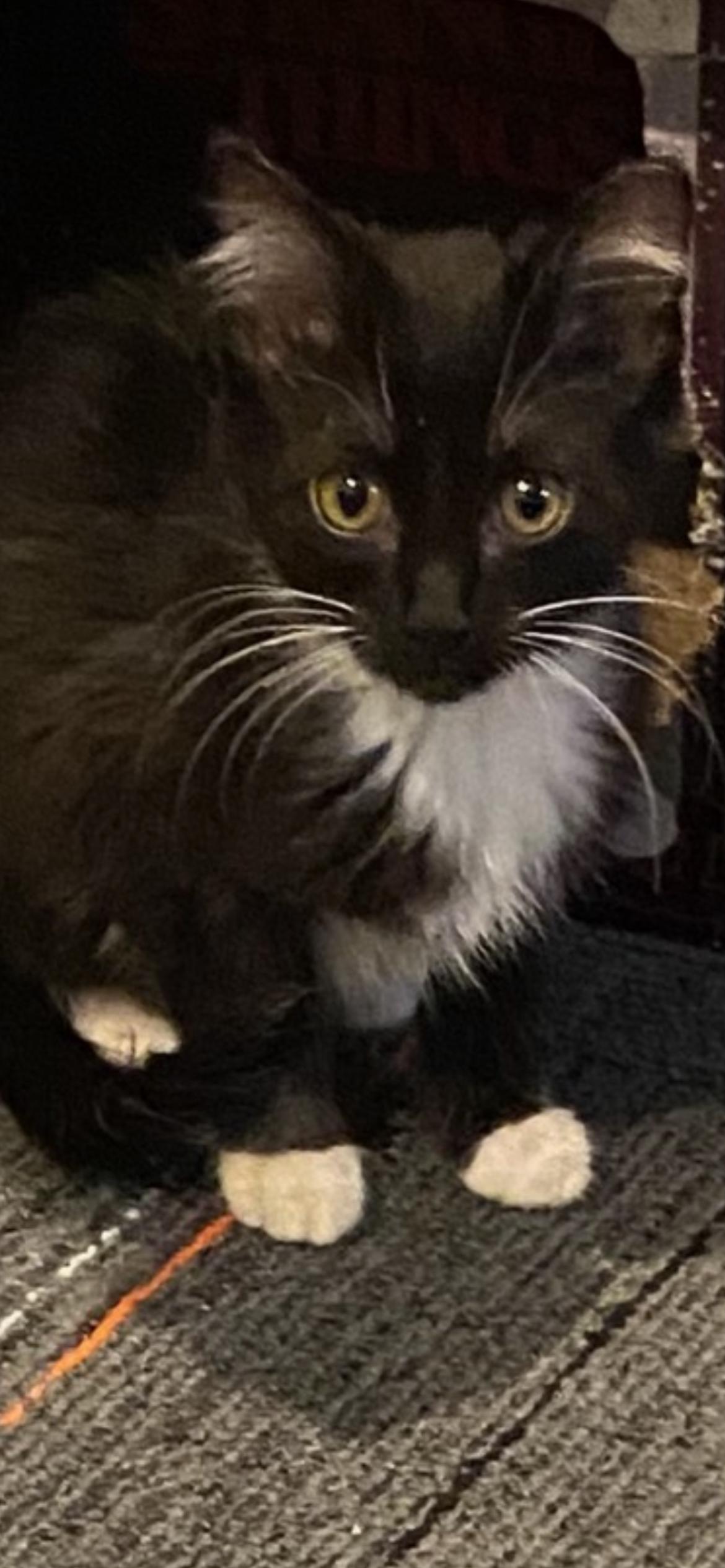 Enlarge Purdue, a Adoptable mixed breed in Omaha, NE image 2/3