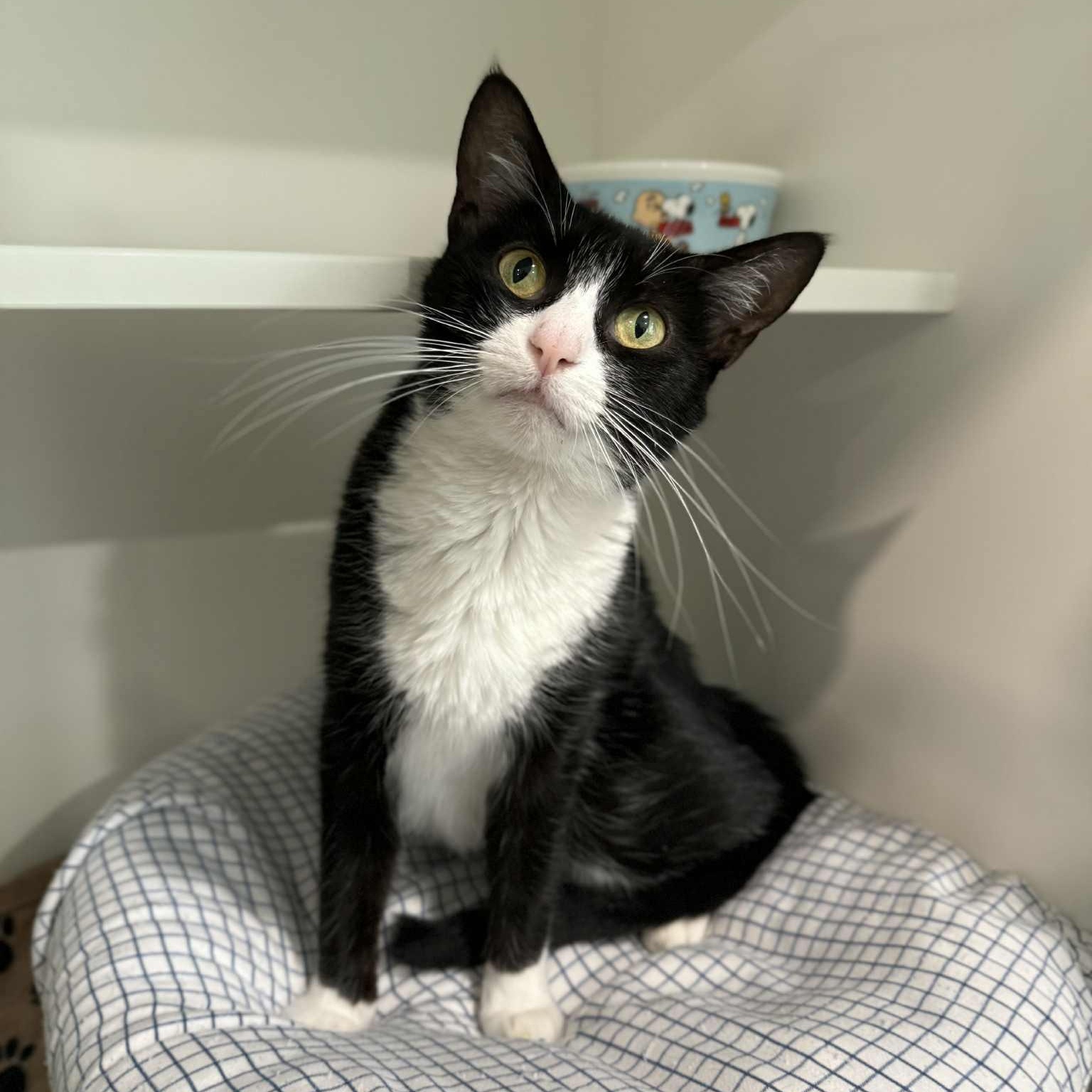 Ambrose, a Adoptable mixed breed in Penn Yan, NY image 2/2