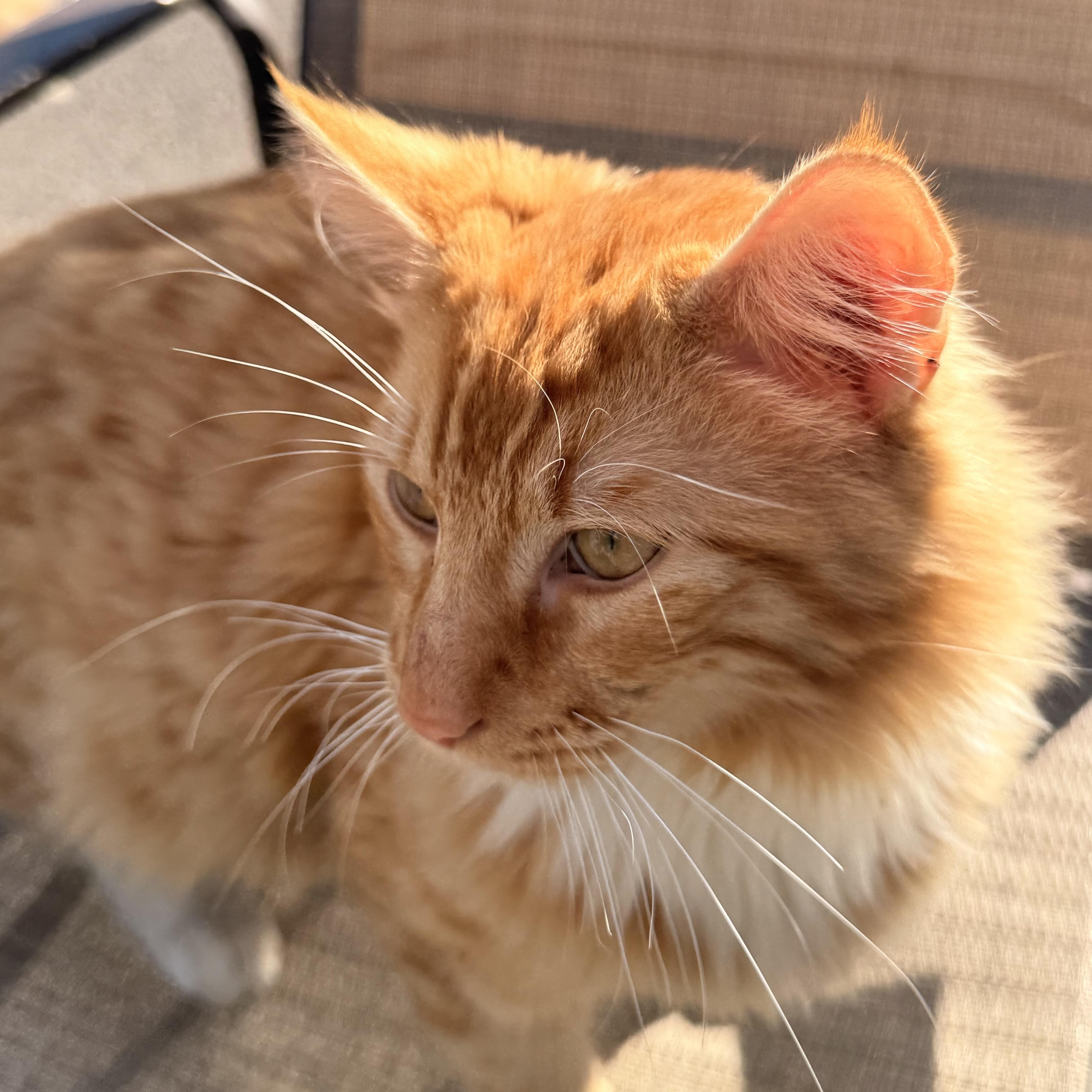 Henry, an adopted Domestic Medium Hair in modesto, CA image 2/6