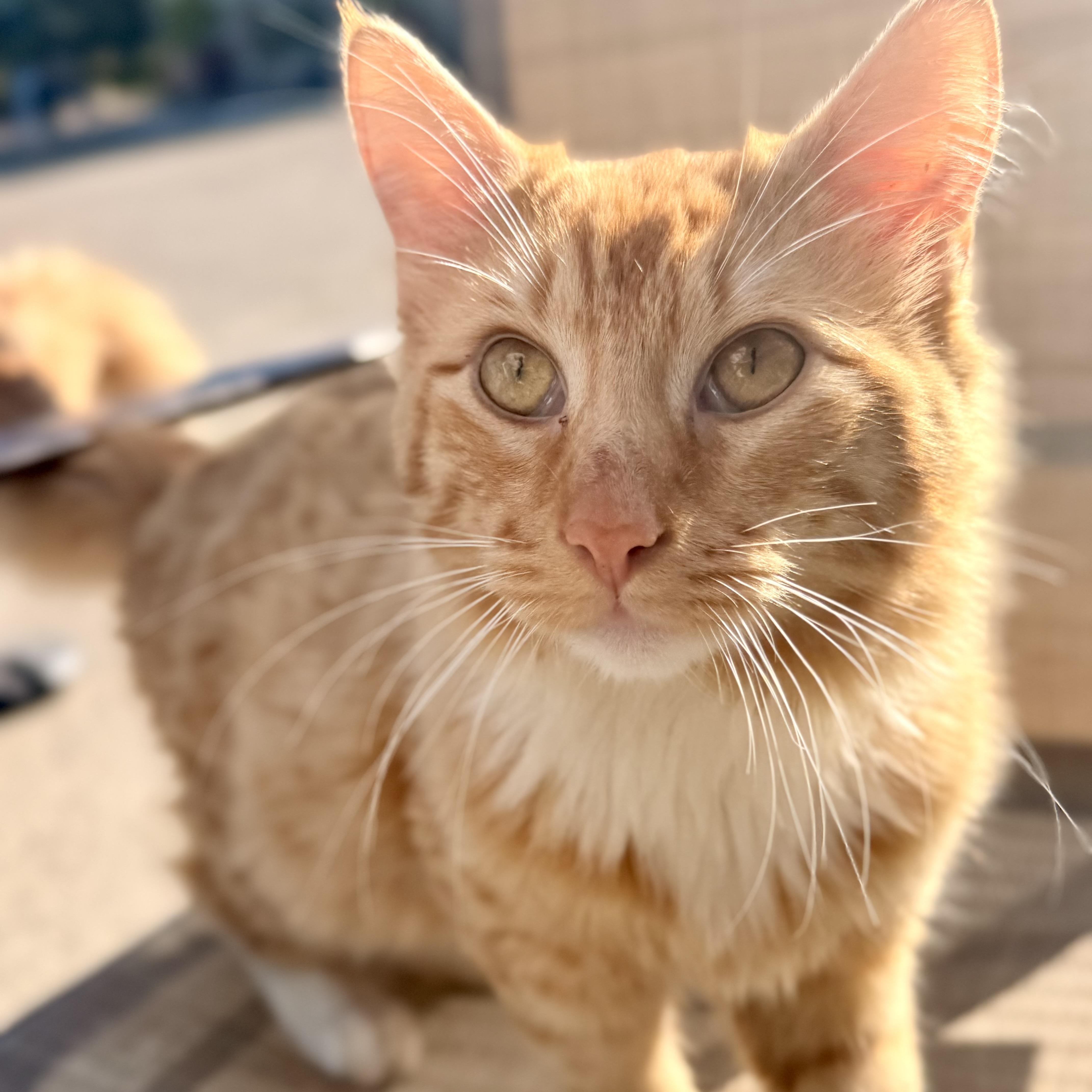 Henry, an adopted Domestic Medium Hair in modesto, CA image 5/6