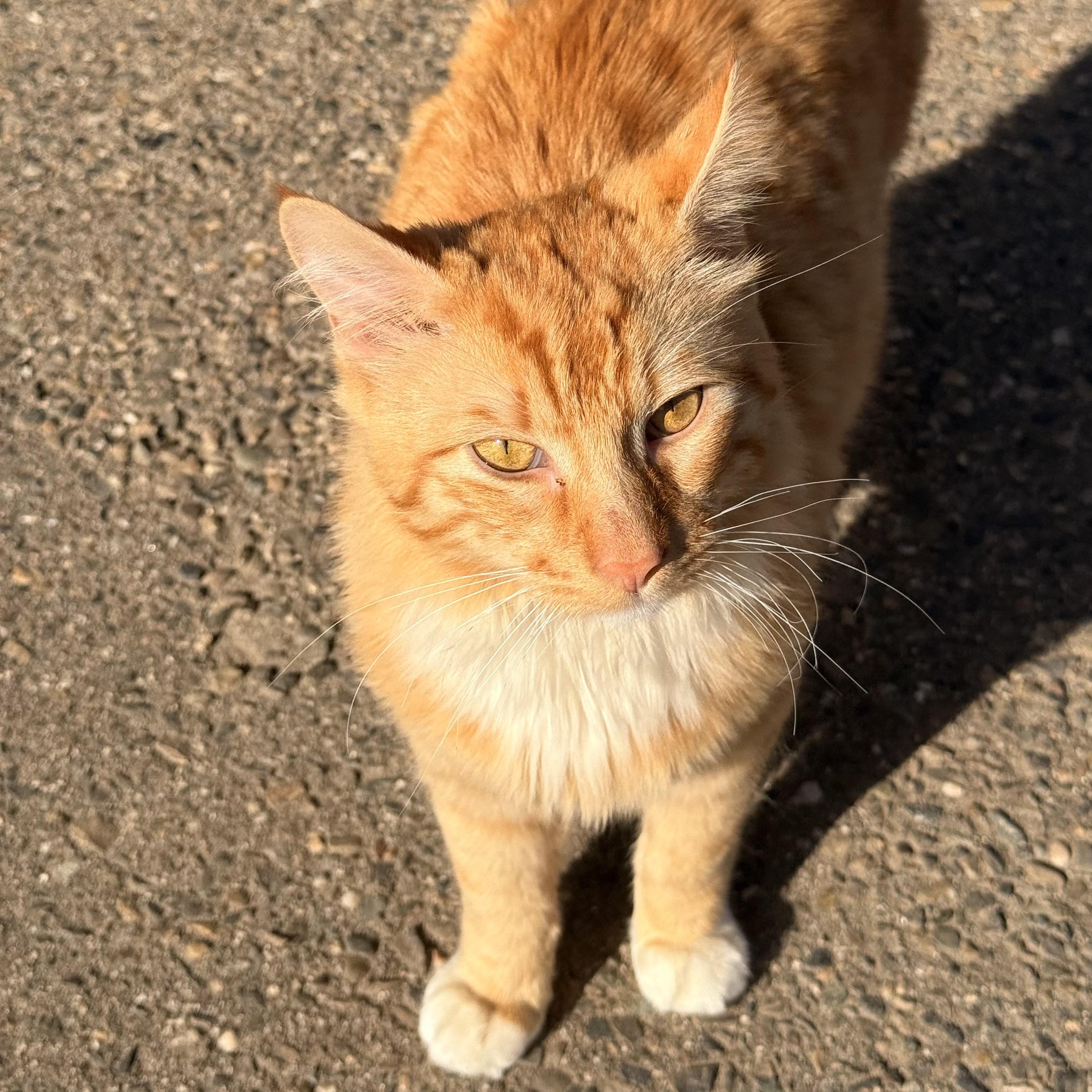 Henry, an adopted Domestic Medium Hair in modesto, CA image 6/6