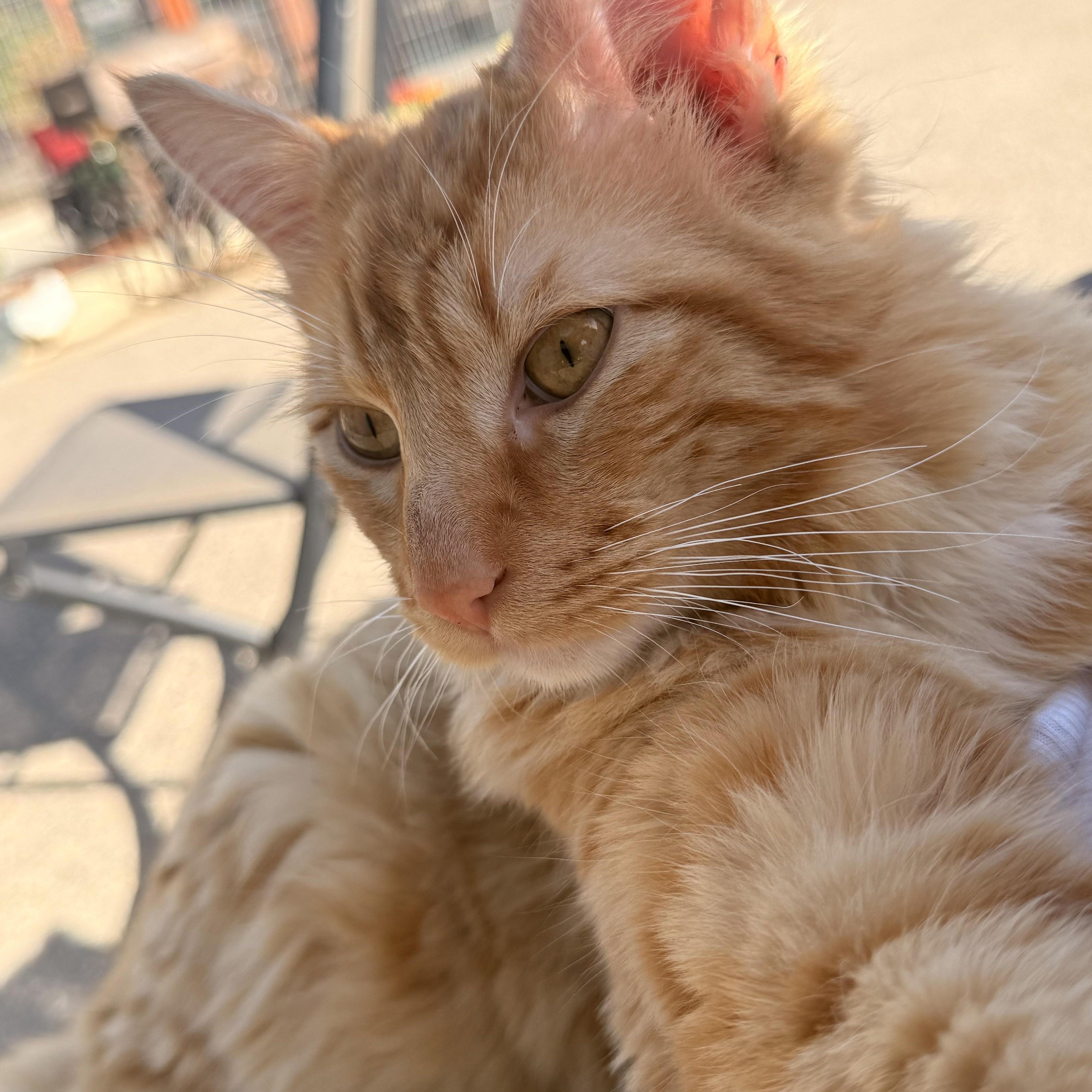 Henry, an adopted Domestic Medium Hair in modesto, CA image 1/6
