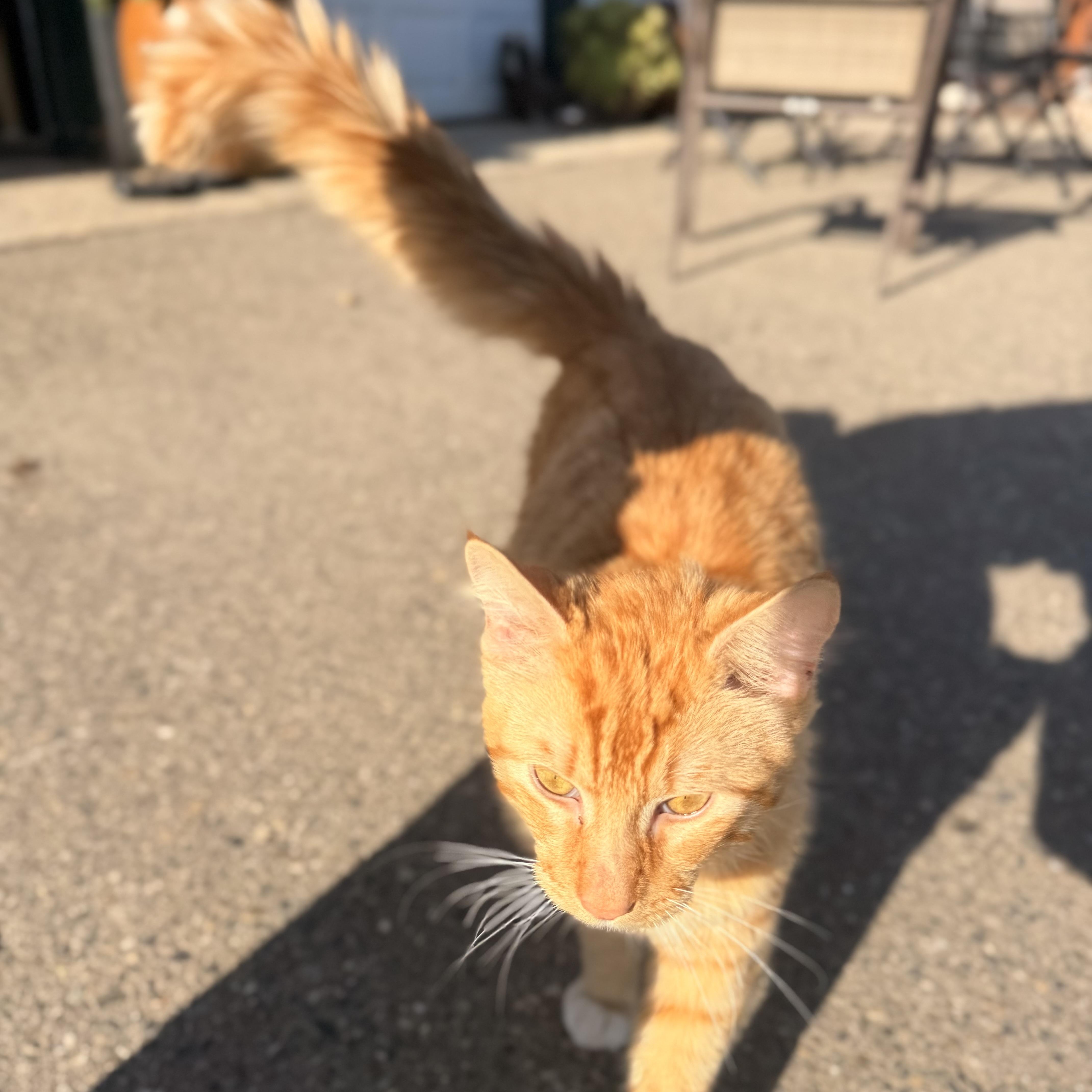 Henry, an adopted Domestic Medium Hair in modesto, CA image 3/6