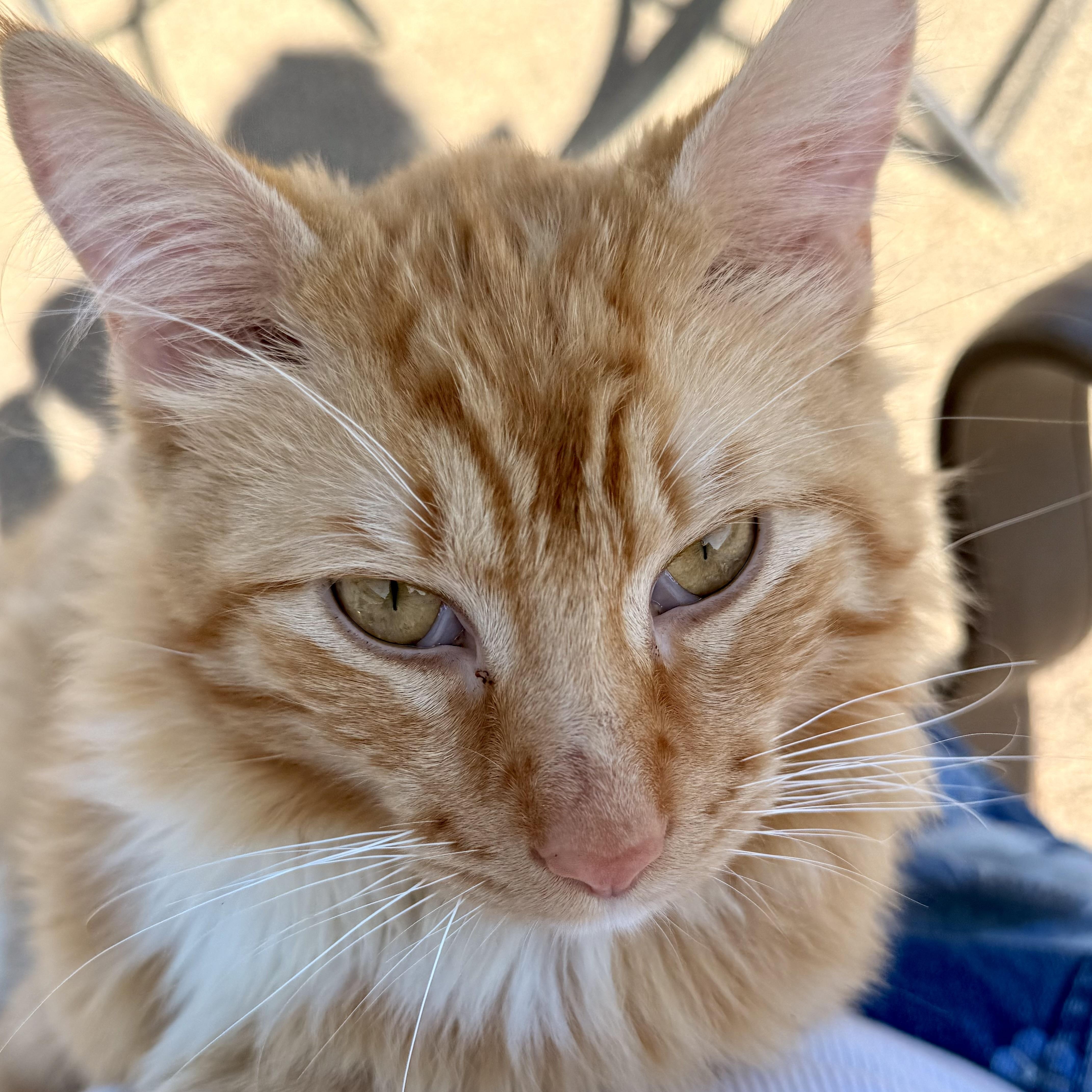 Henry, an adopted Domestic Medium Hair in modesto, CA image 4/6