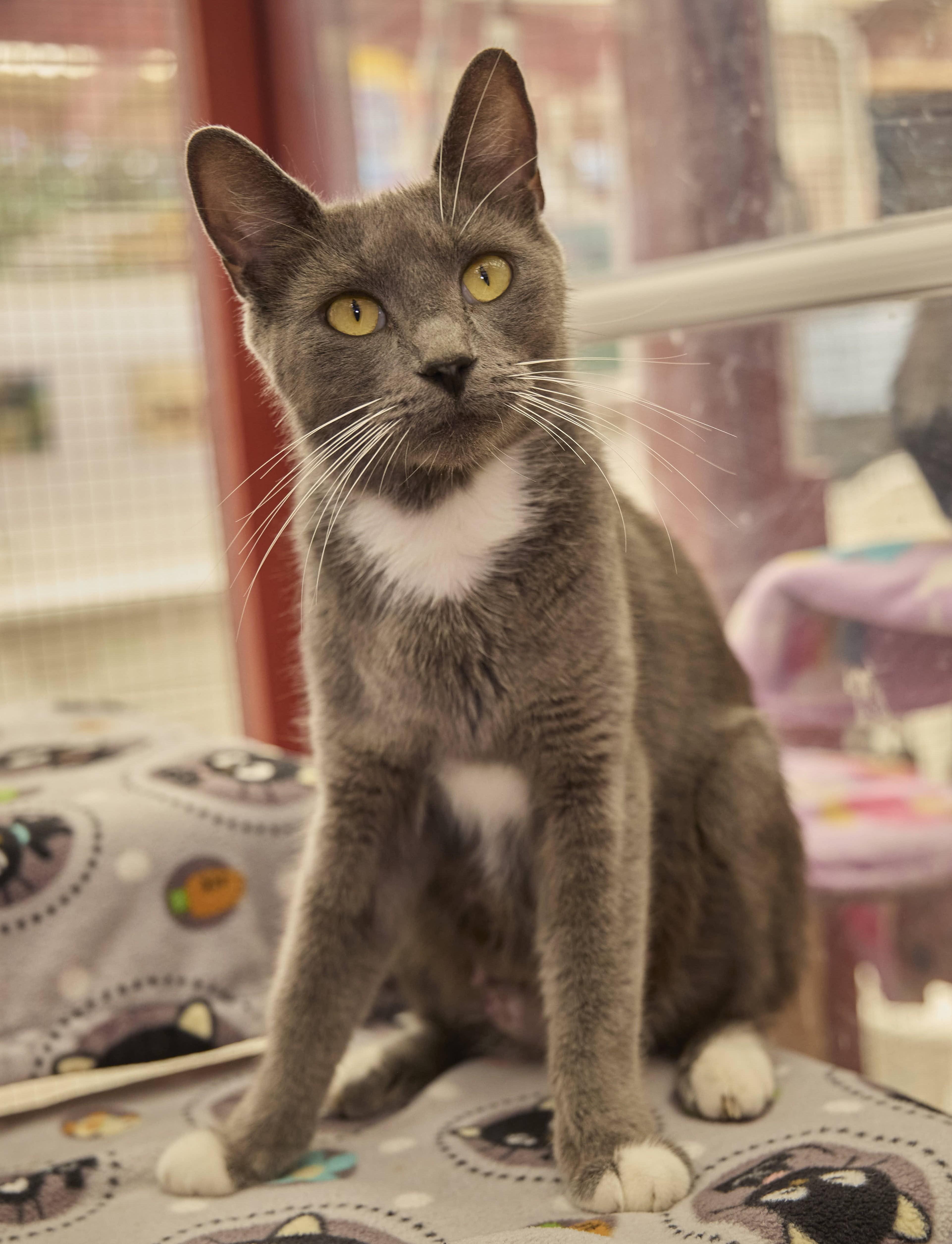 Bailey, Adoptable, Adult Female Domestic Short Hair.
