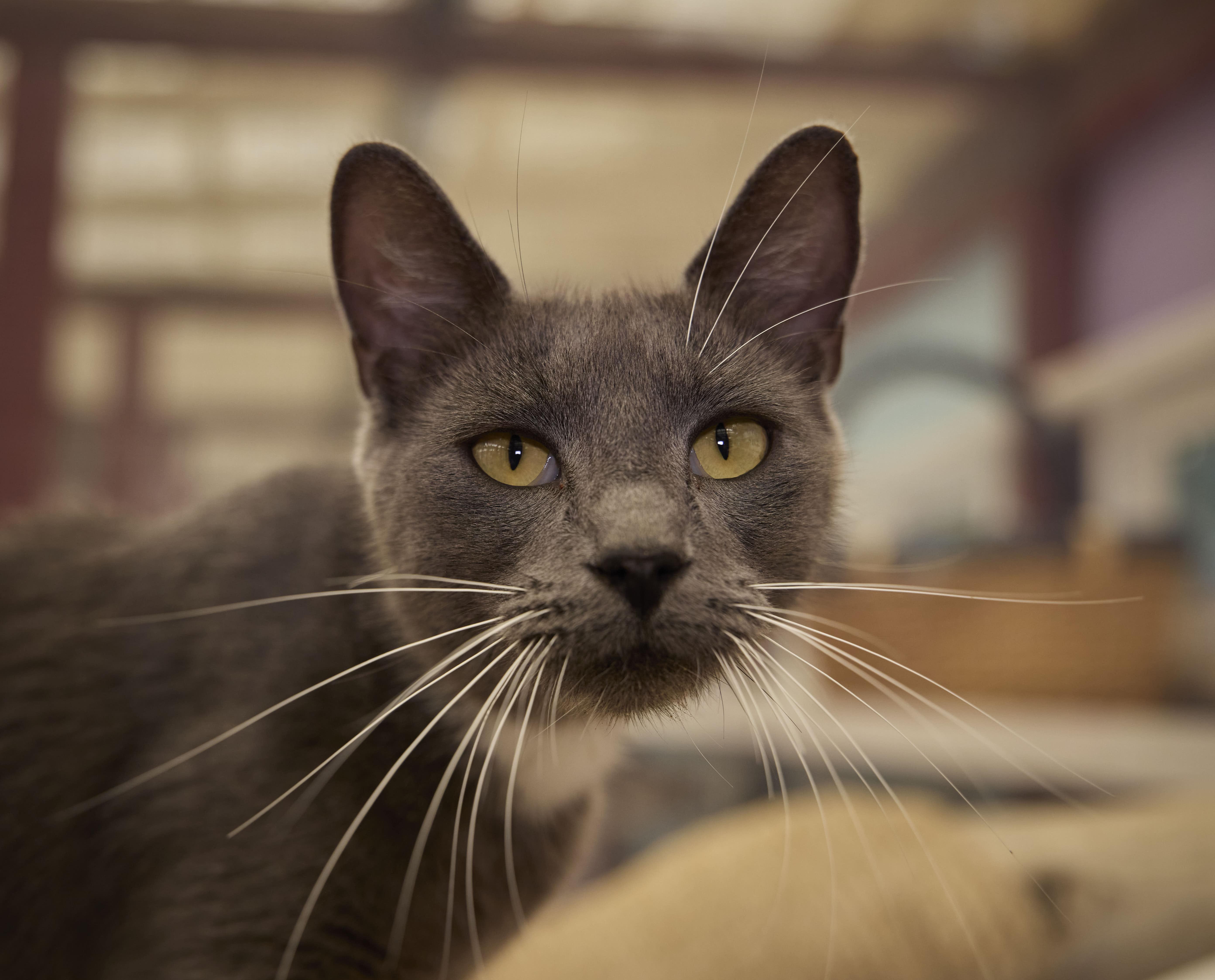 Enlarge Bailey, a Adoptable Domestic Short Hair in Santa Barbara, CA image 2/2