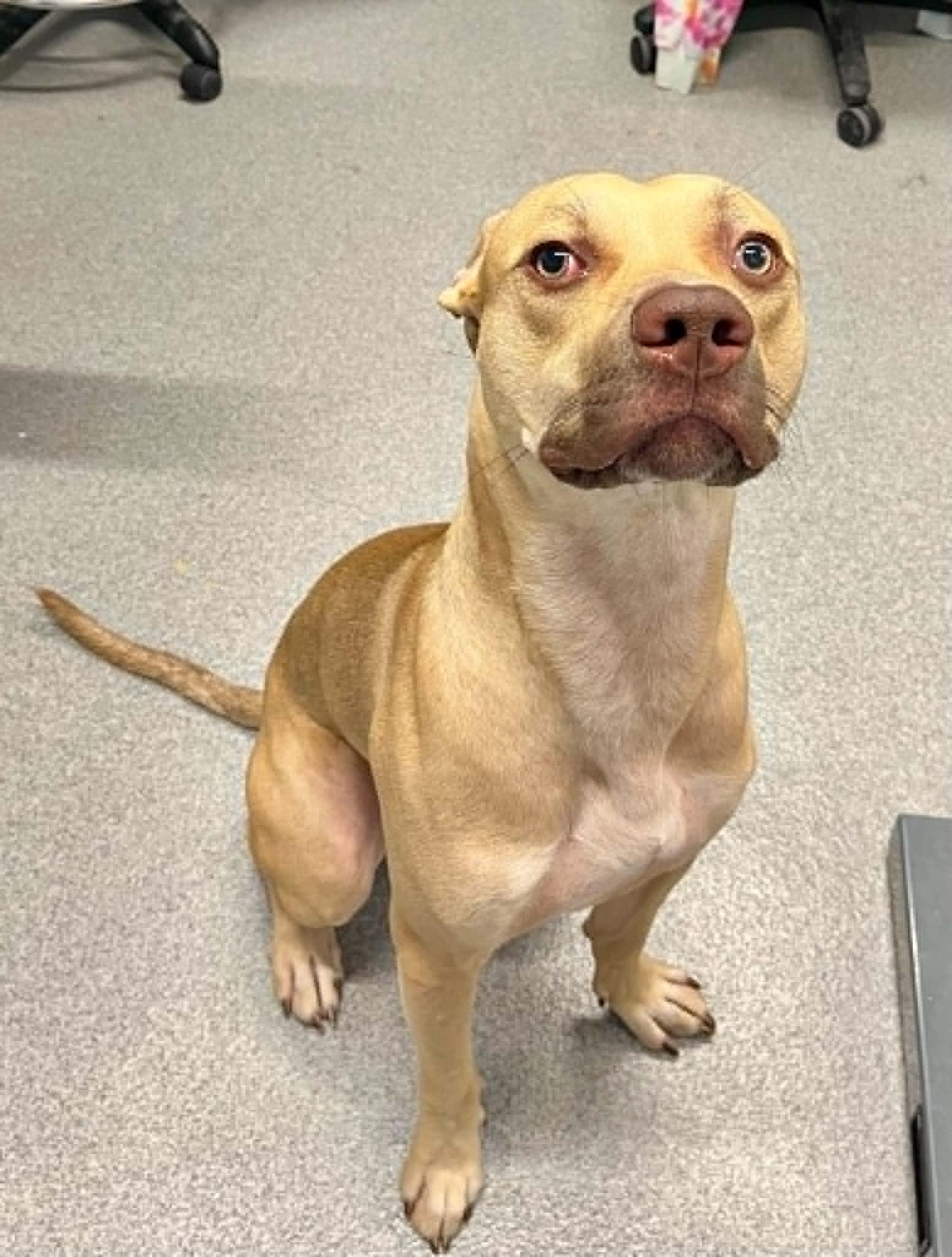 Riley, ADOPTABLE, Adult Male Mixed Breed.