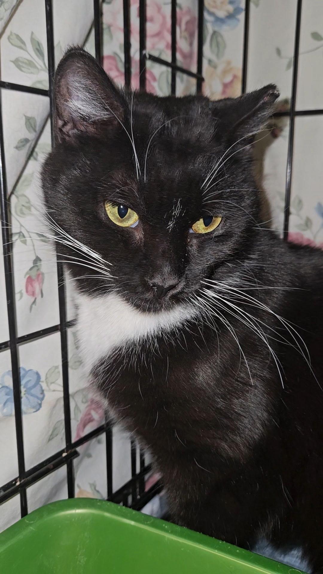 DARBY N - Sweet and Little, a Adoptable Domestic Short Hair in New York, NY image 1/3