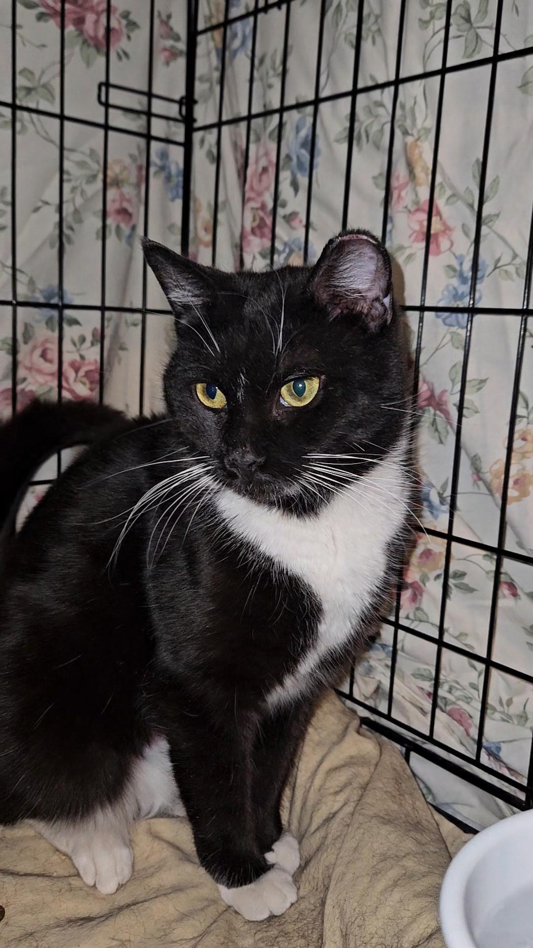 DARBY N - Sweet and Little, a Adoptable Domestic Short Hair in New York, NY image 2/3