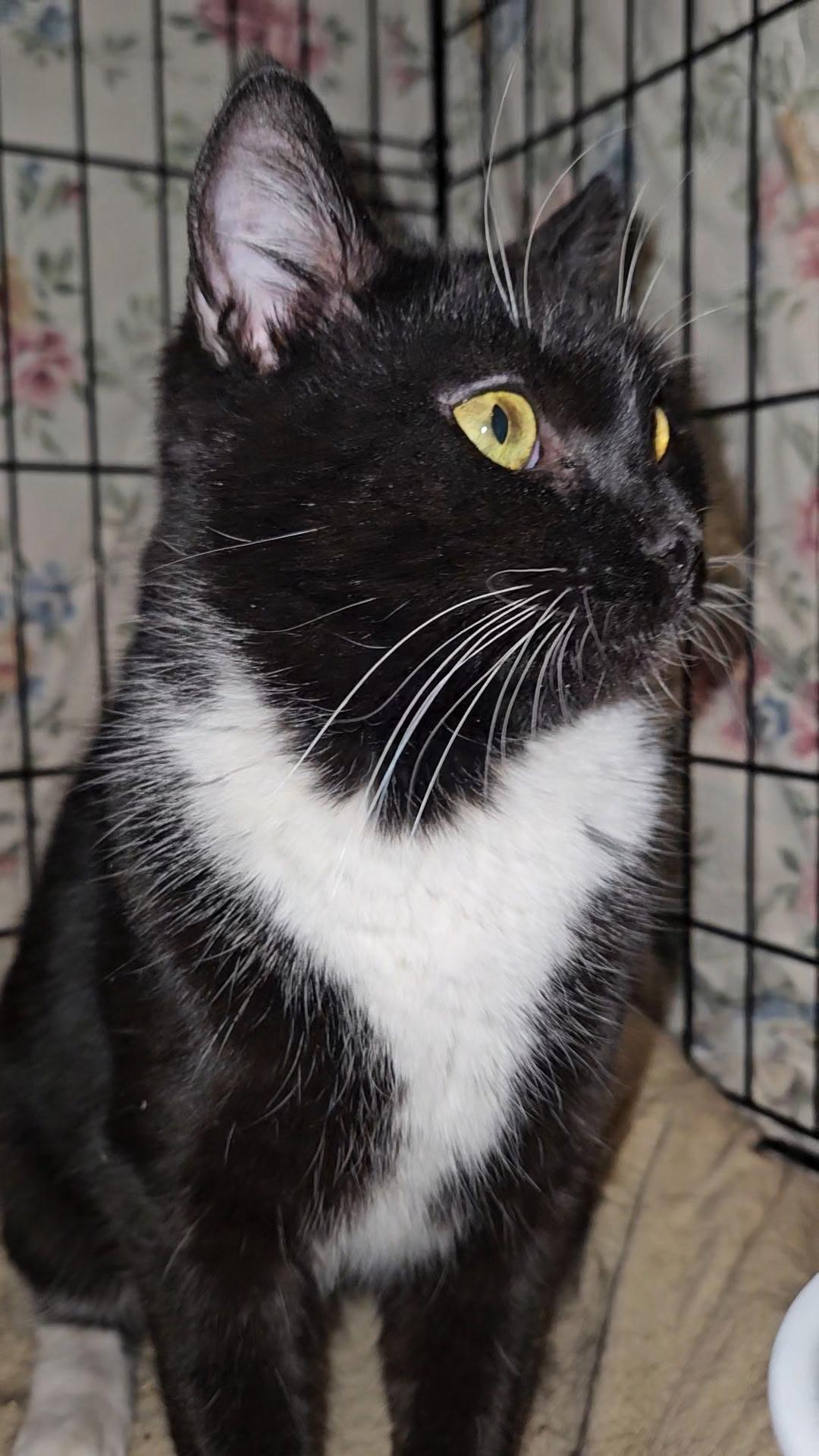 DARBY N - Sweet and Little, a Adoptable Domestic Short Hair in New York, NY image 3/3