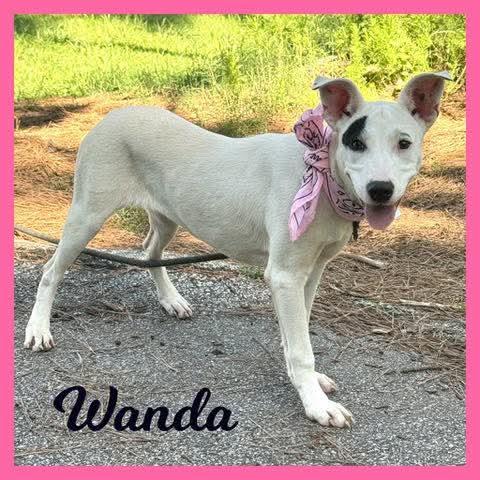 Enlarge Wanda, a ADOPTABLE Mixed Breed in Sumter, SC image 1/1