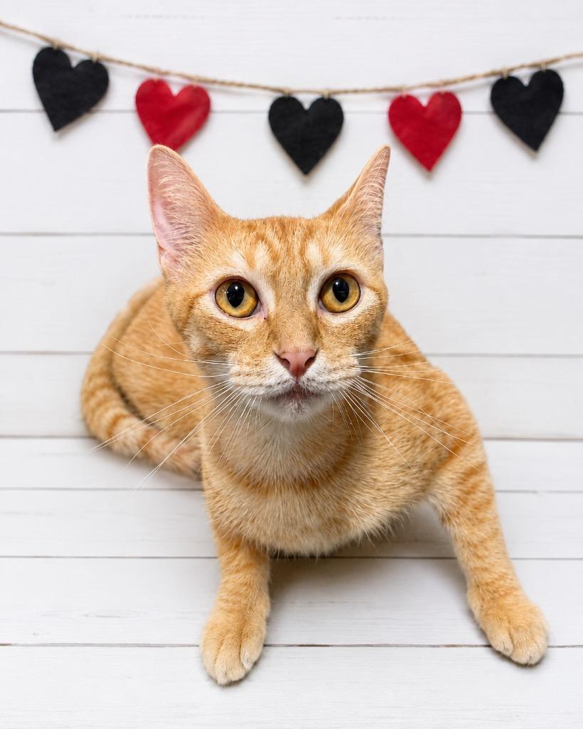 Captain Lava, Adoptable, Young Male Domestic Short Hair.