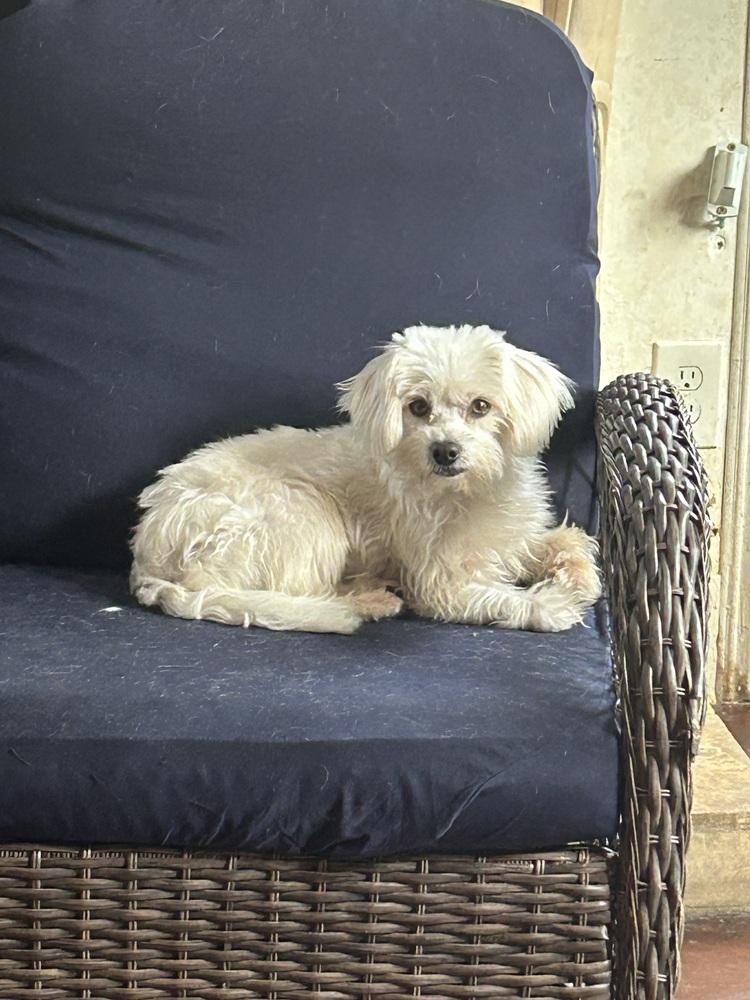 Binn, Adoptable, Adult Male Maltese & Poodle.