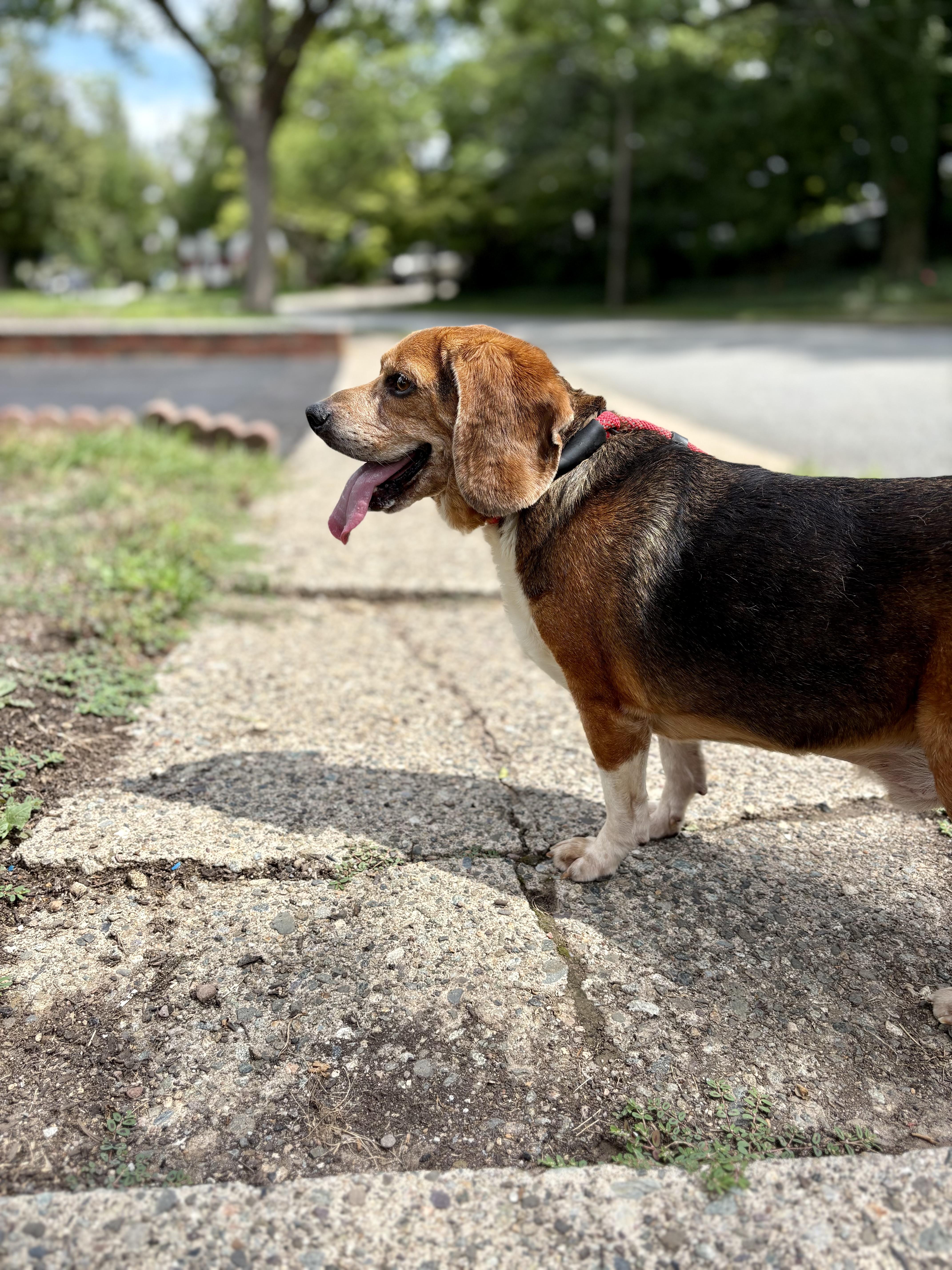 Enlarge Scout, a Adoptable Beagle in Paramus, NJ image 4/6