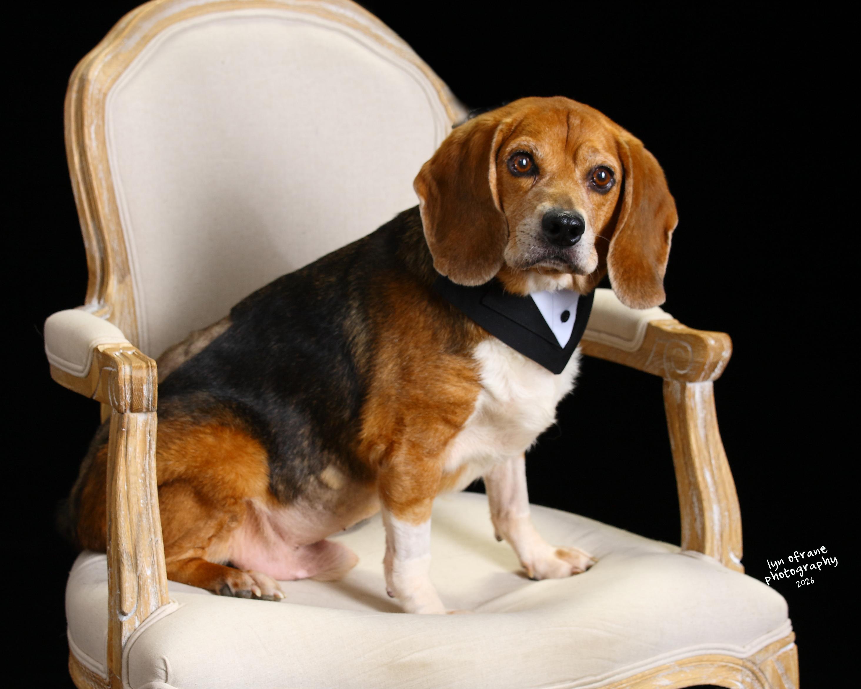 Enlarge Scout, a Adoptable Beagle in Paramus, NJ image 1/6