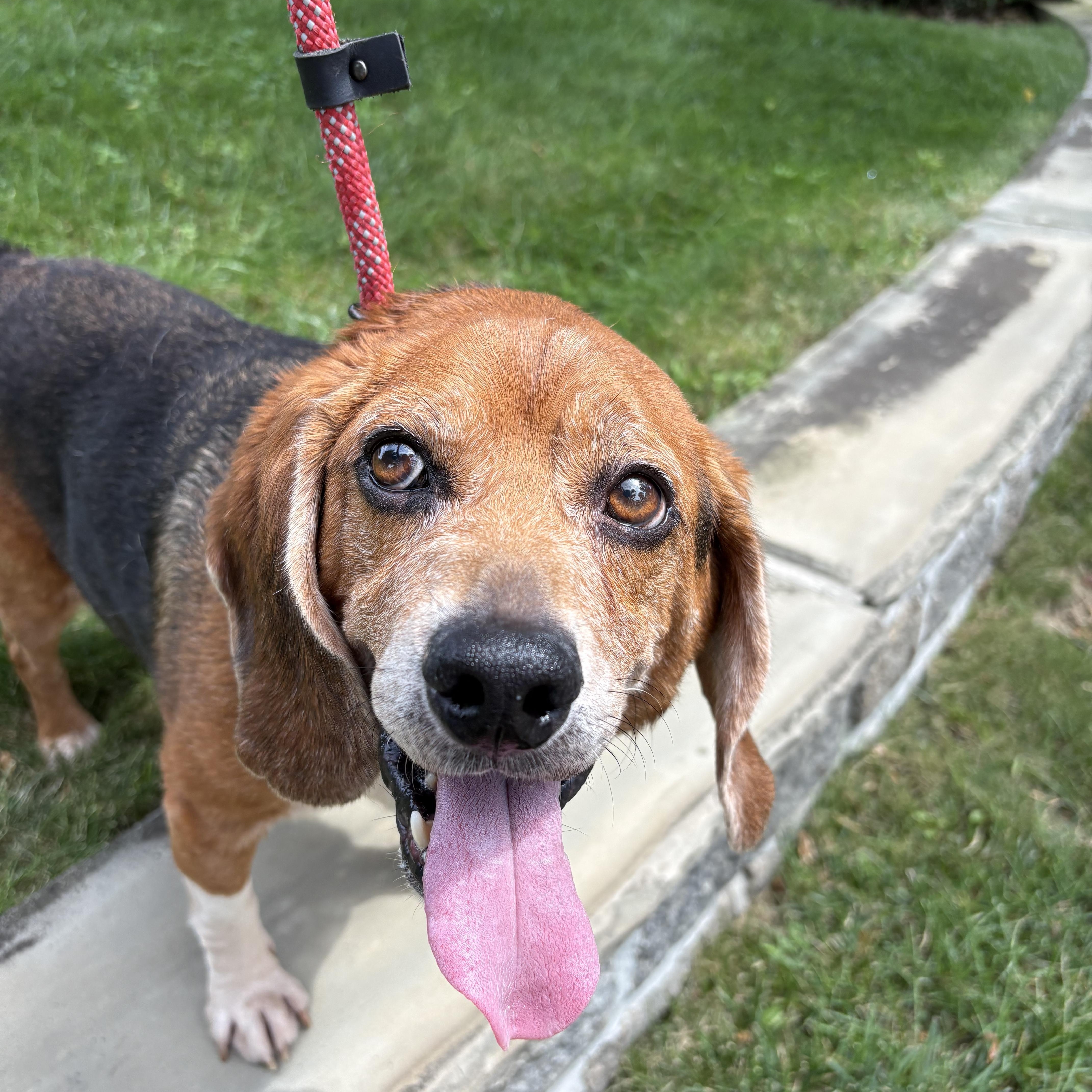 Scout, Adoptable, Adult Male Beagle.