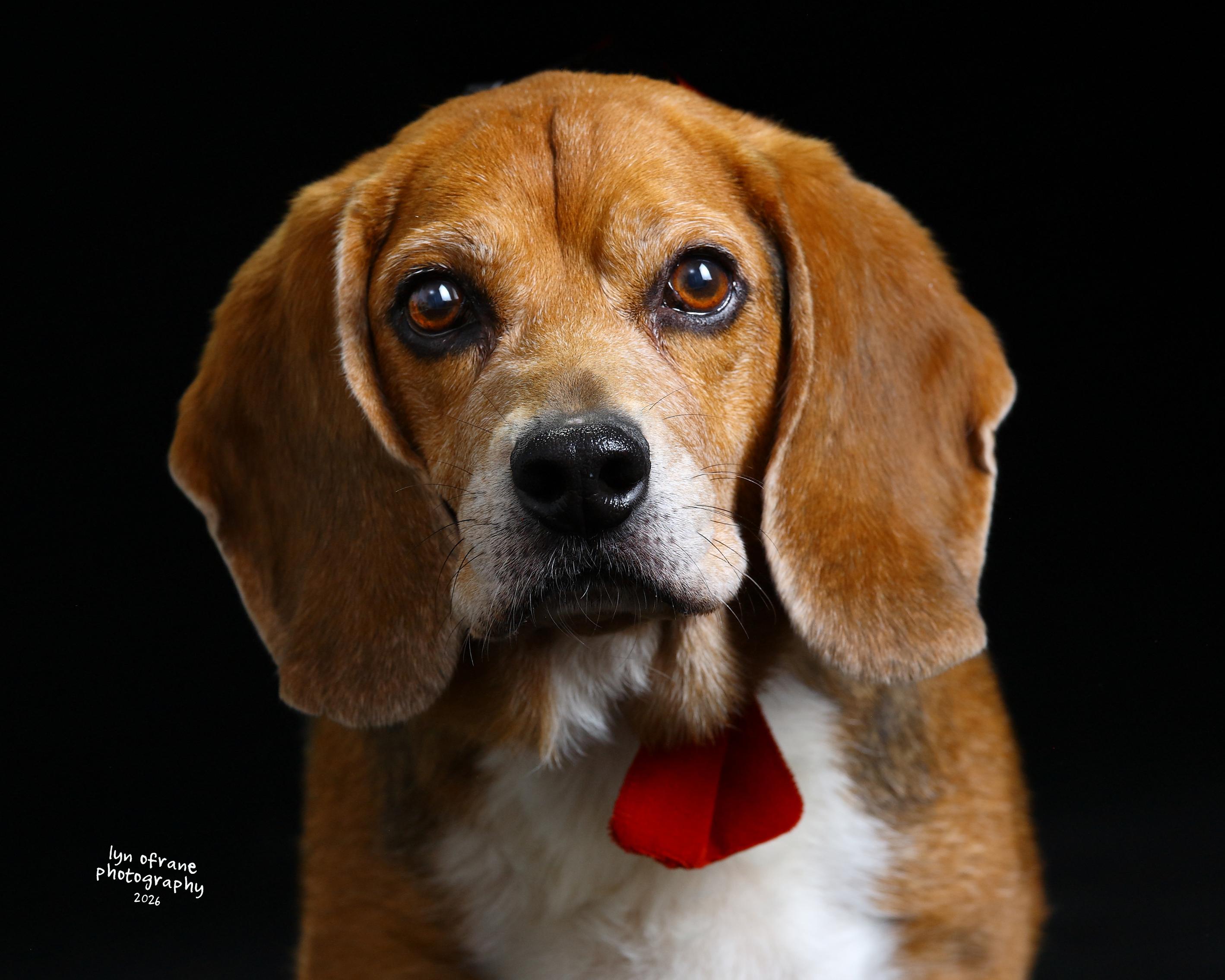 Enlarge Scout, a Adoptable Beagle in Paramus, NJ image 2/6