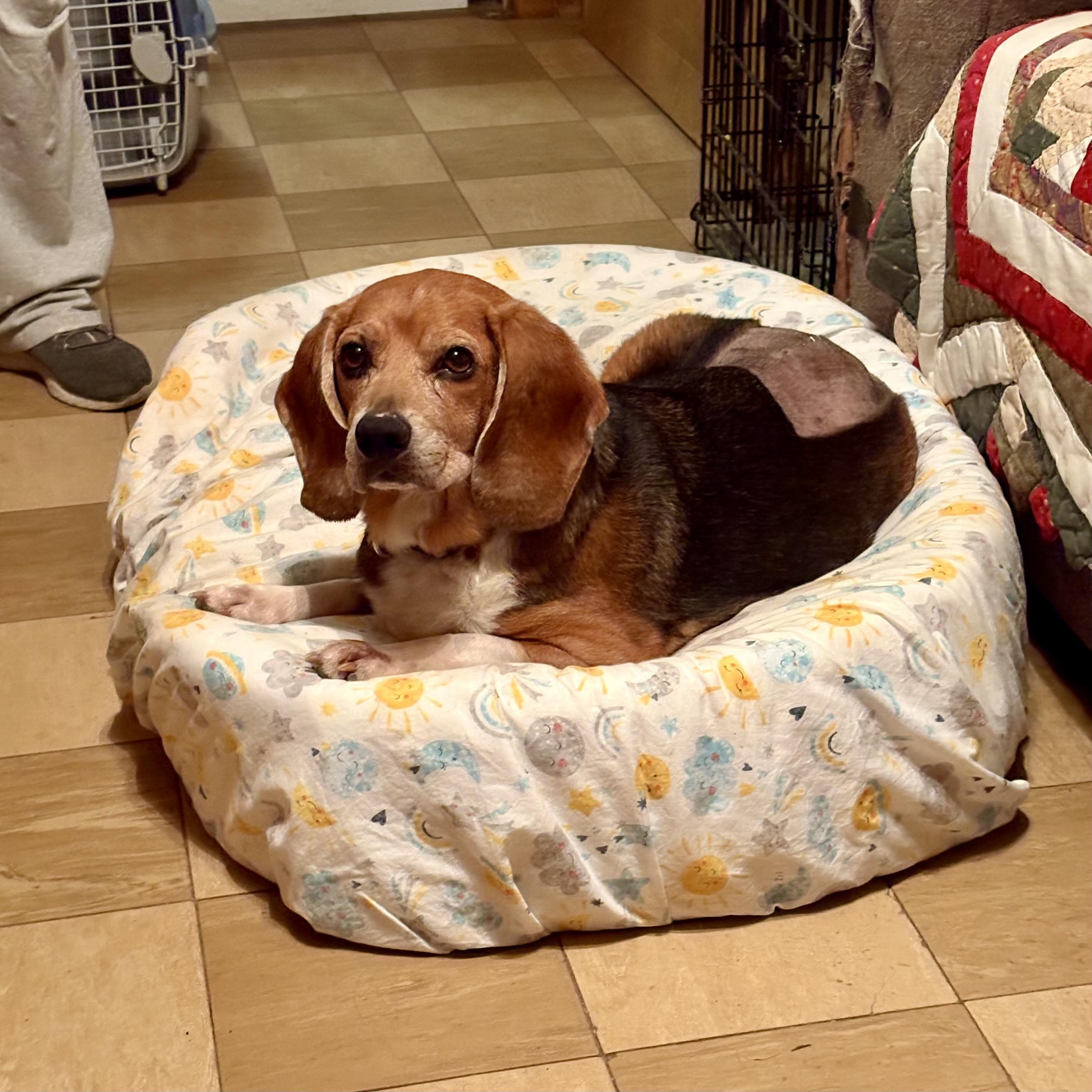 Enlarge Scout, a Adoptable Beagle in Paramus, NJ image 6/6