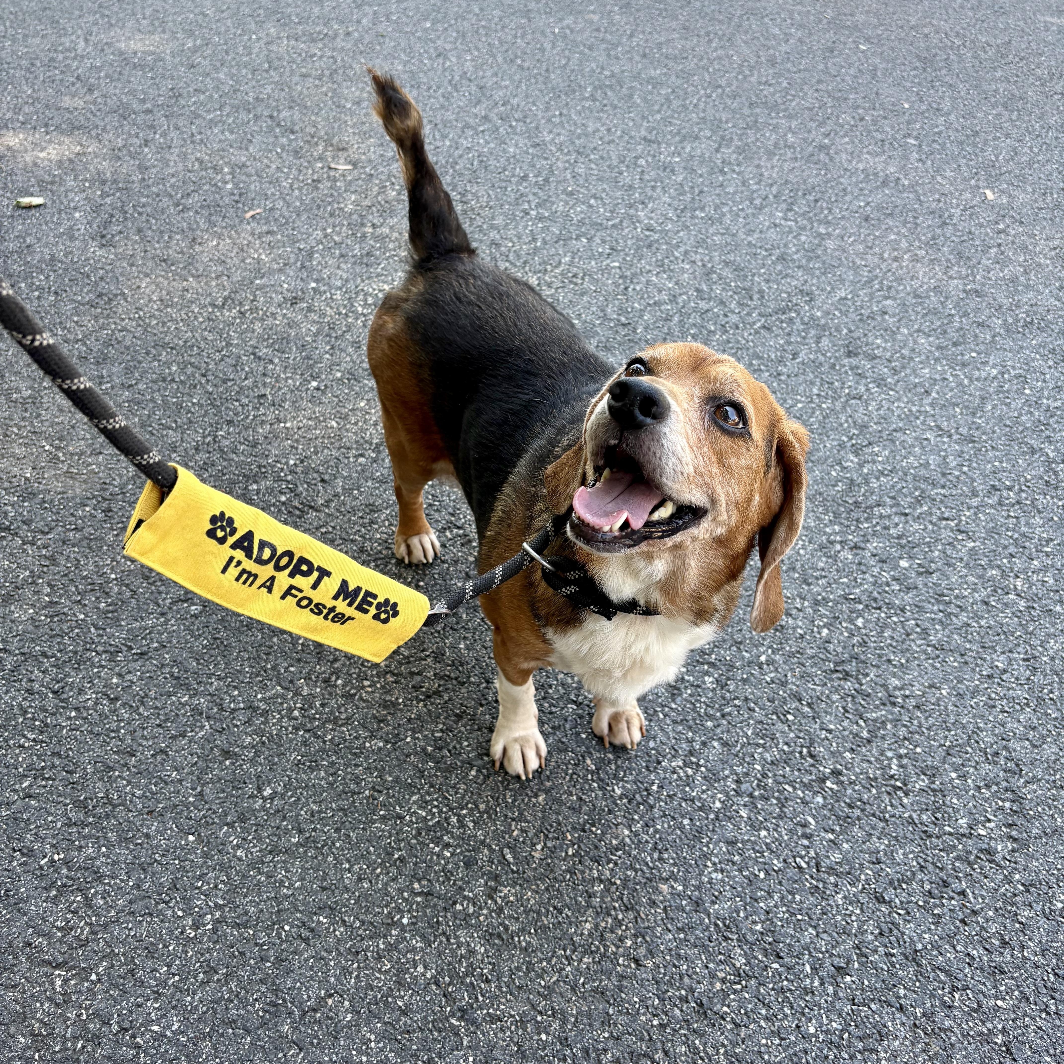 Enlarge Scout, a Adoptable Beagle in Paramus, NJ image 3/6