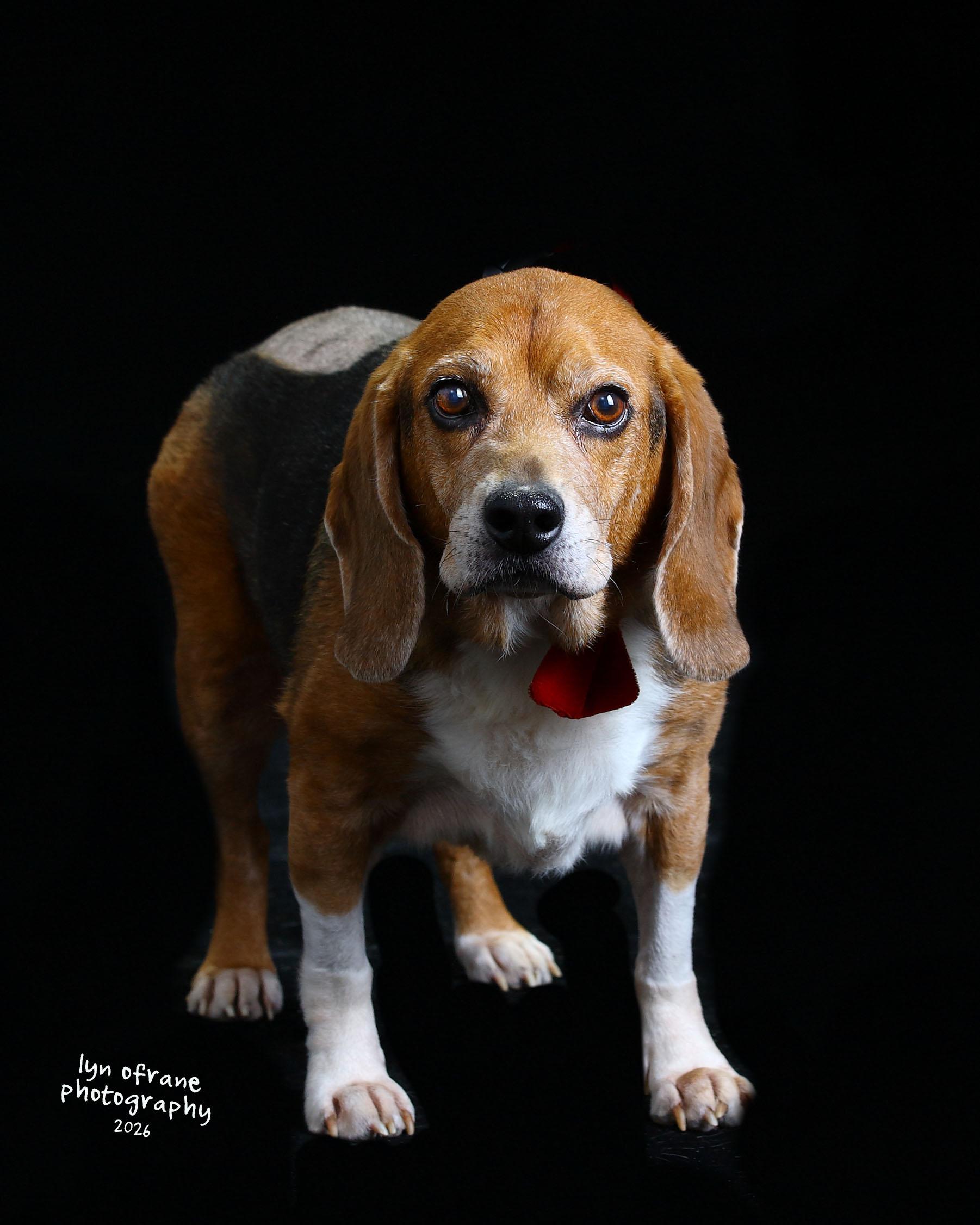 Enlarge Scout, a Adoptable Beagle in Paramus, NJ image 3/6