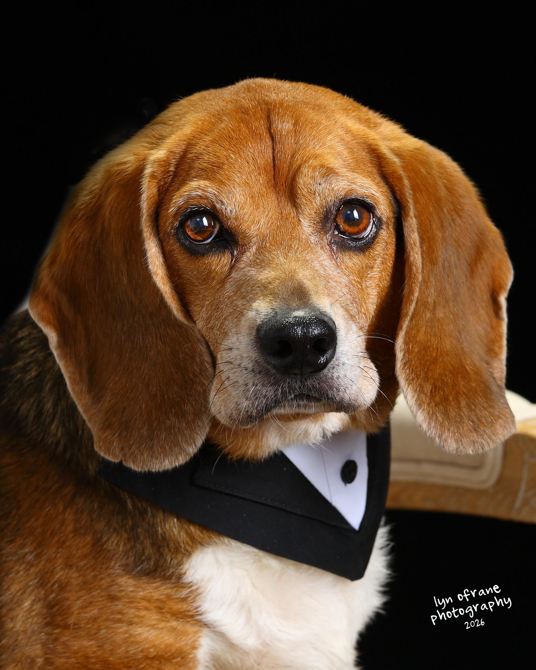 Enlarge Scout, a Adoptable Beagle in Paramus, NJ image 4/6