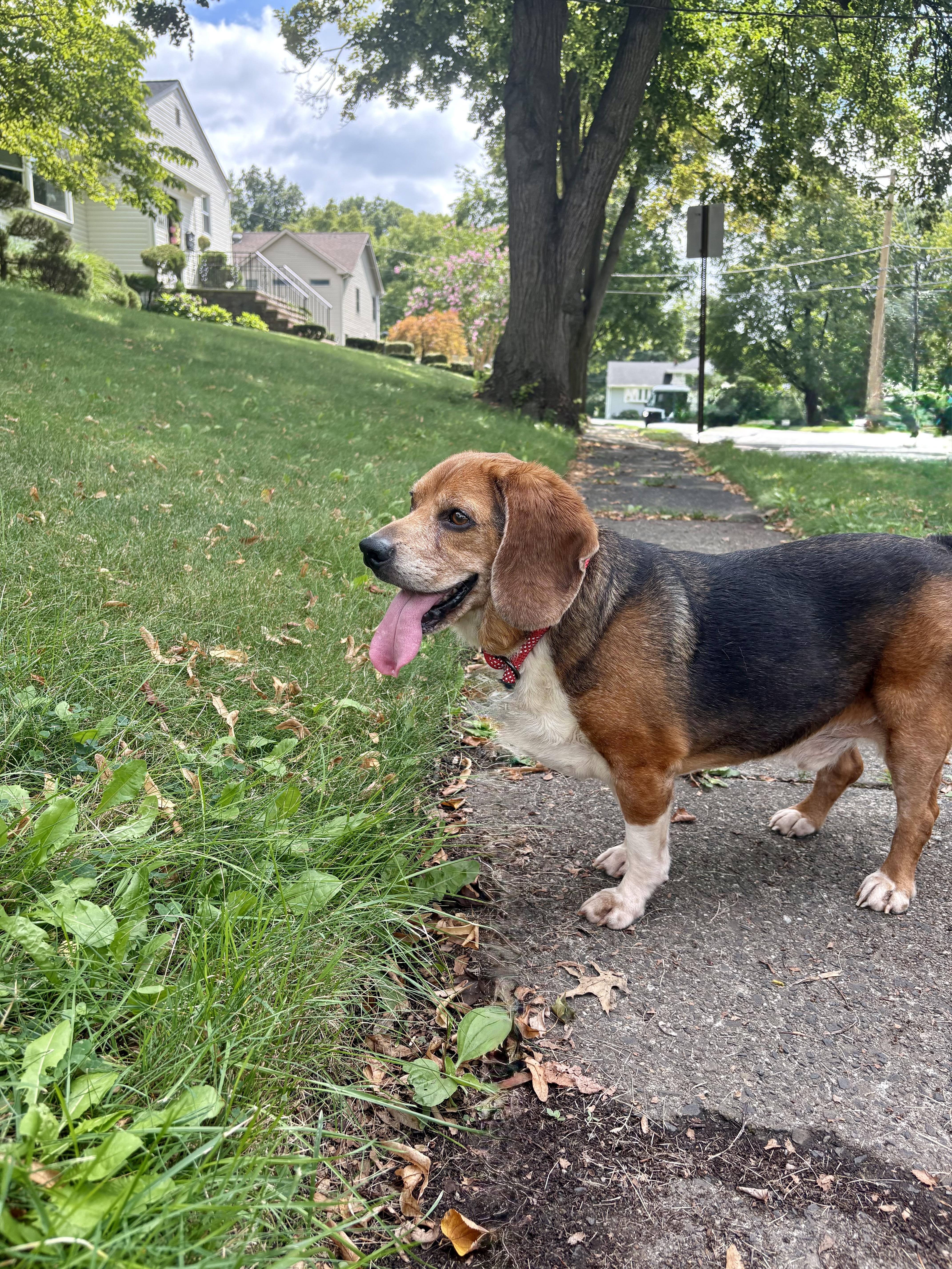 Enlarge Scout, a Adoptable Beagle in Paramus, NJ image 5/6