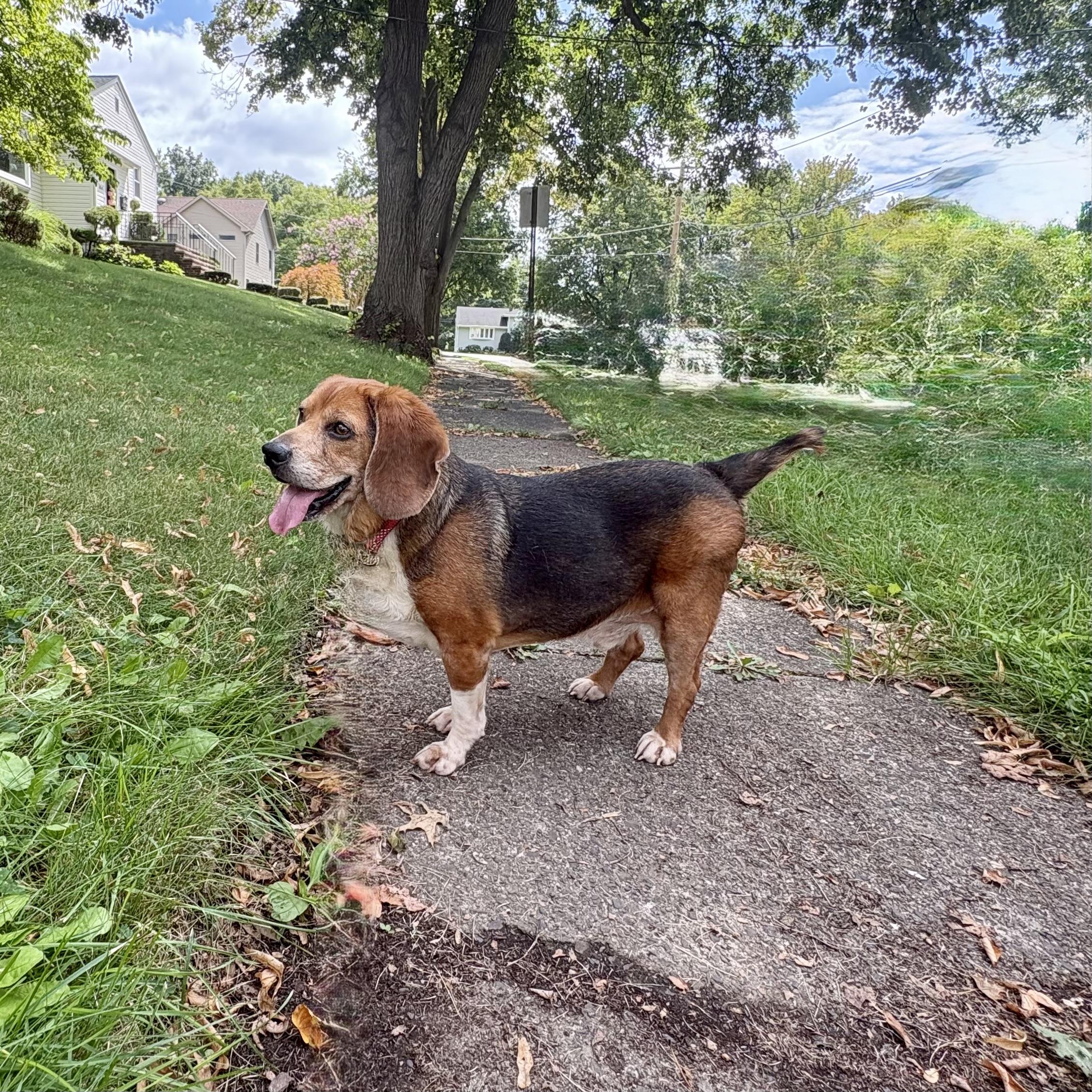 Enlarge Scout, a Adoptable Beagle in Paramus, NJ image 6/6