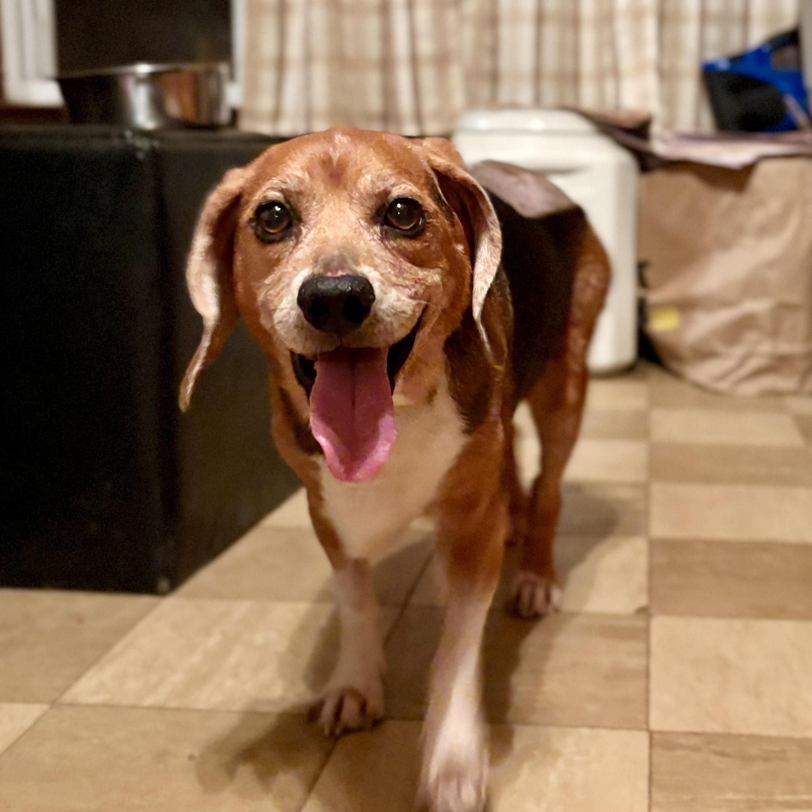 Enlarge Scout, a Adoptable Beagle in Paramus, NJ image 2/6