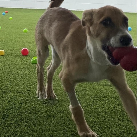 Luke Duke, an adoptable German Shepherd Dog in Shorter, AL, 36075 | Photo Image 2
