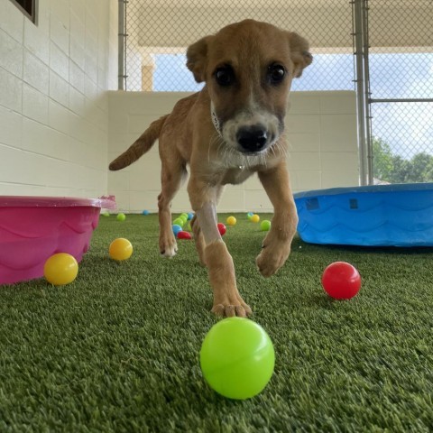 Luke Duke, an adoptable German Shepherd Dog in Shorter, AL, 36075 | Photo Image 1