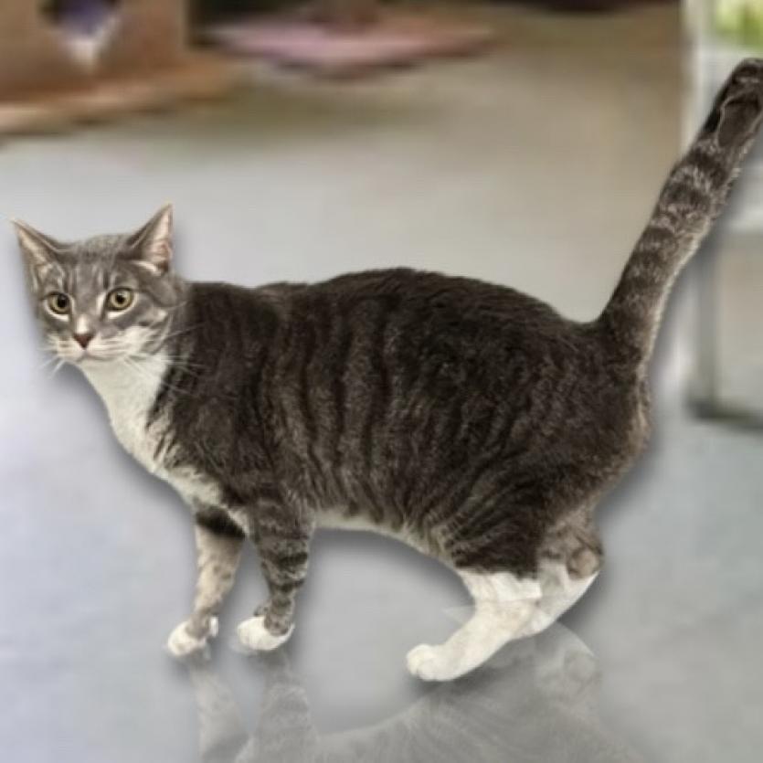 Rocky, a Adoptable Domestic Short Hair in Hemet, CA image 1/6