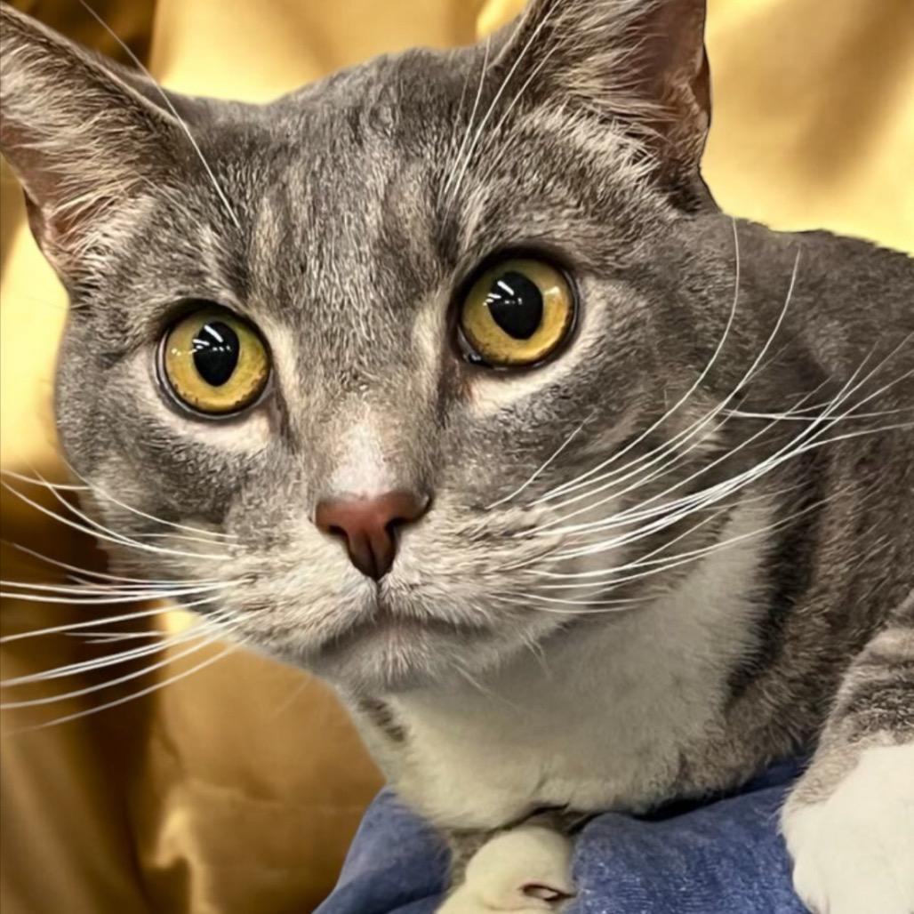 Rocky, a Adoptable Domestic Short Hair in Hemet, CA image 2/6