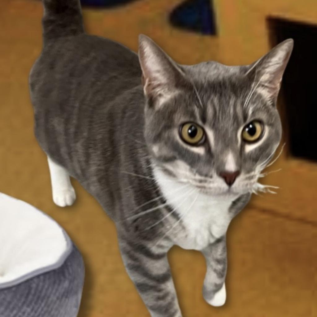 Rocky, a Adoptable Domestic Short Hair in Hemet, CA image 3/6