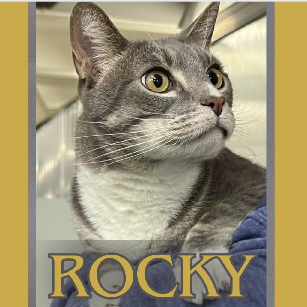 Rocky, a Adoptable Domestic Short Hair in Hemet, CA image 4/6