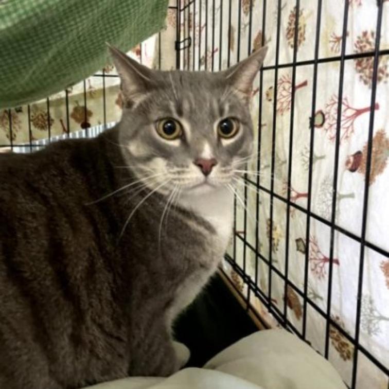 Rocky, a Adoptable Domestic Short Hair in Hemet, CA image 5/6