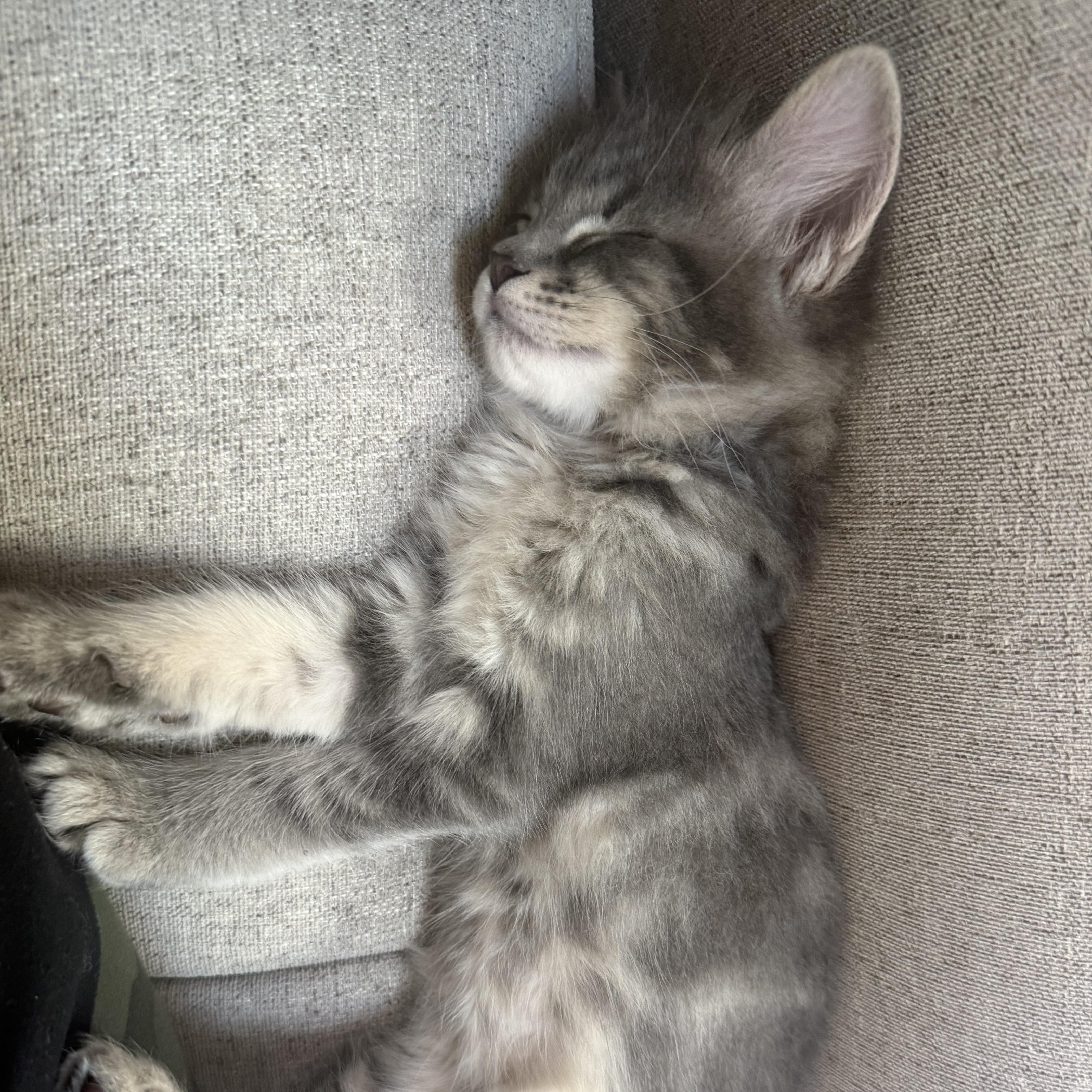 Maxwell, Adoptable, Kitten Male Domestic Medium Hair.