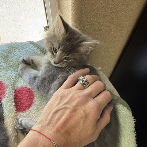 Enlarge Maxwell, a Adoptable Domestic Medium Hair in Gardnerville, NV image 6/6
