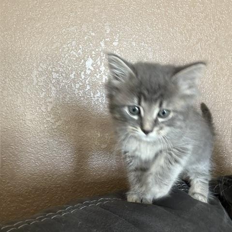 Enlarge Maxwell, a Adoptable Domestic Medium Hair in Gardnerville, NV image 4/6