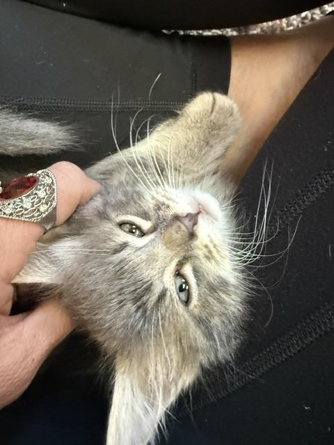 Enlarge Maxwell, a Adoptable Domestic Medium Hair in Gardnerville, NV image 5/6