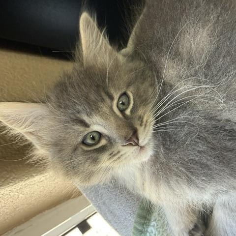 Enlarge Maxwell, a Adoptable Domestic Medium Hair in Gardnerville, NV image 3/6