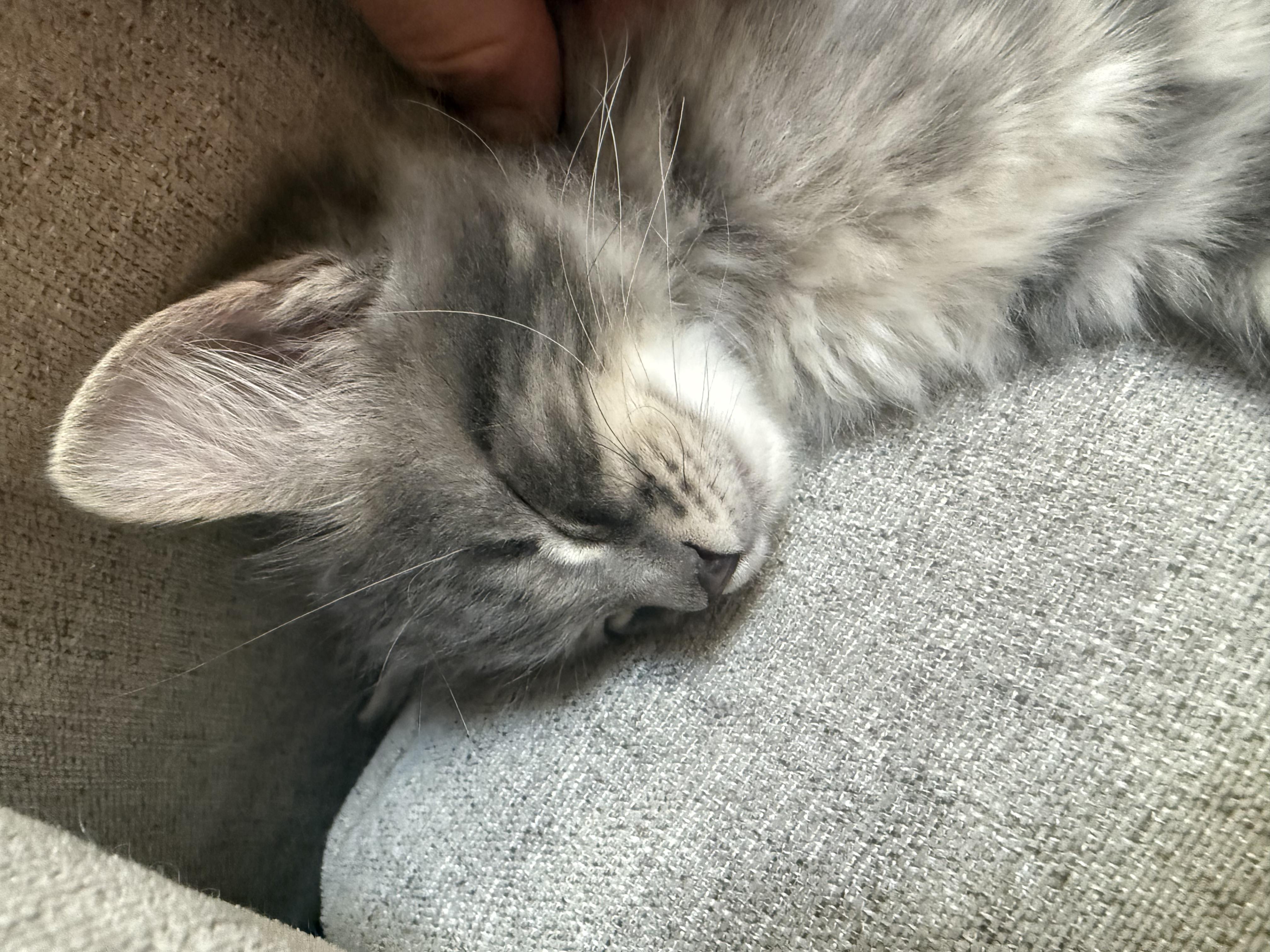 Enlarge Maxwell, a Adoptable Domestic Medium Hair in Gardnerville, NV image 2/6