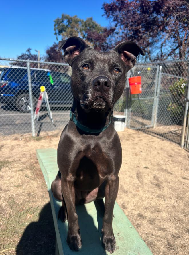 Jakida, an adoptable Pit Bull Terrier, Black Labrador Retriever in Phoenix, OR, 97535 | Photo Image 4