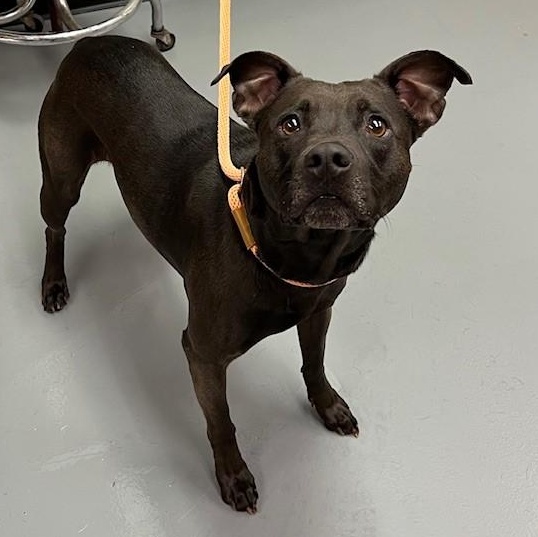 Jakida, an adoptable Pit Bull Terrier, Black Labrador Retriever in Phoenix, OR, 97535 | Photo Image 6
