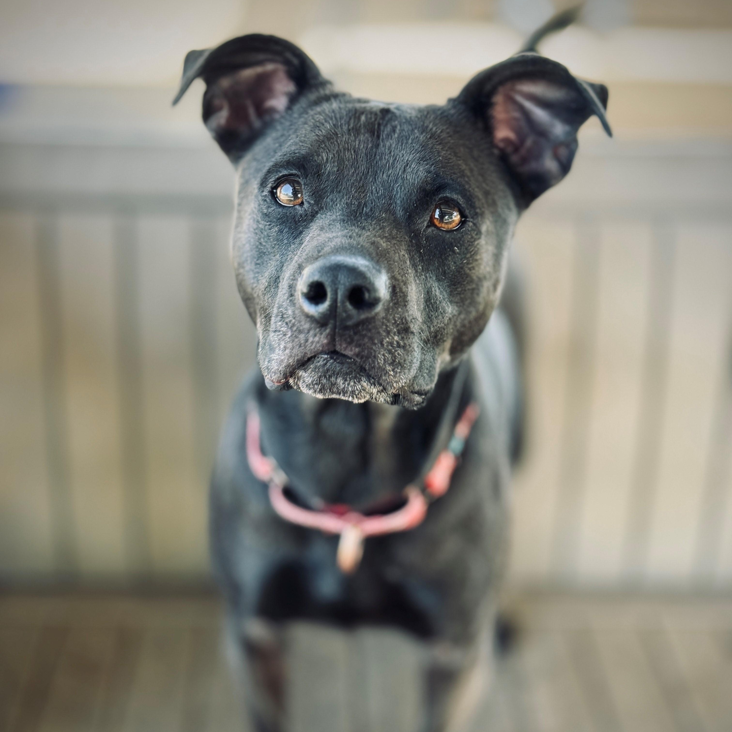 Jakida, an adoptable Pit Bull Terrier, Black Labrador Retriever in Phoenix, OR, 97535 | Photo Image 3
