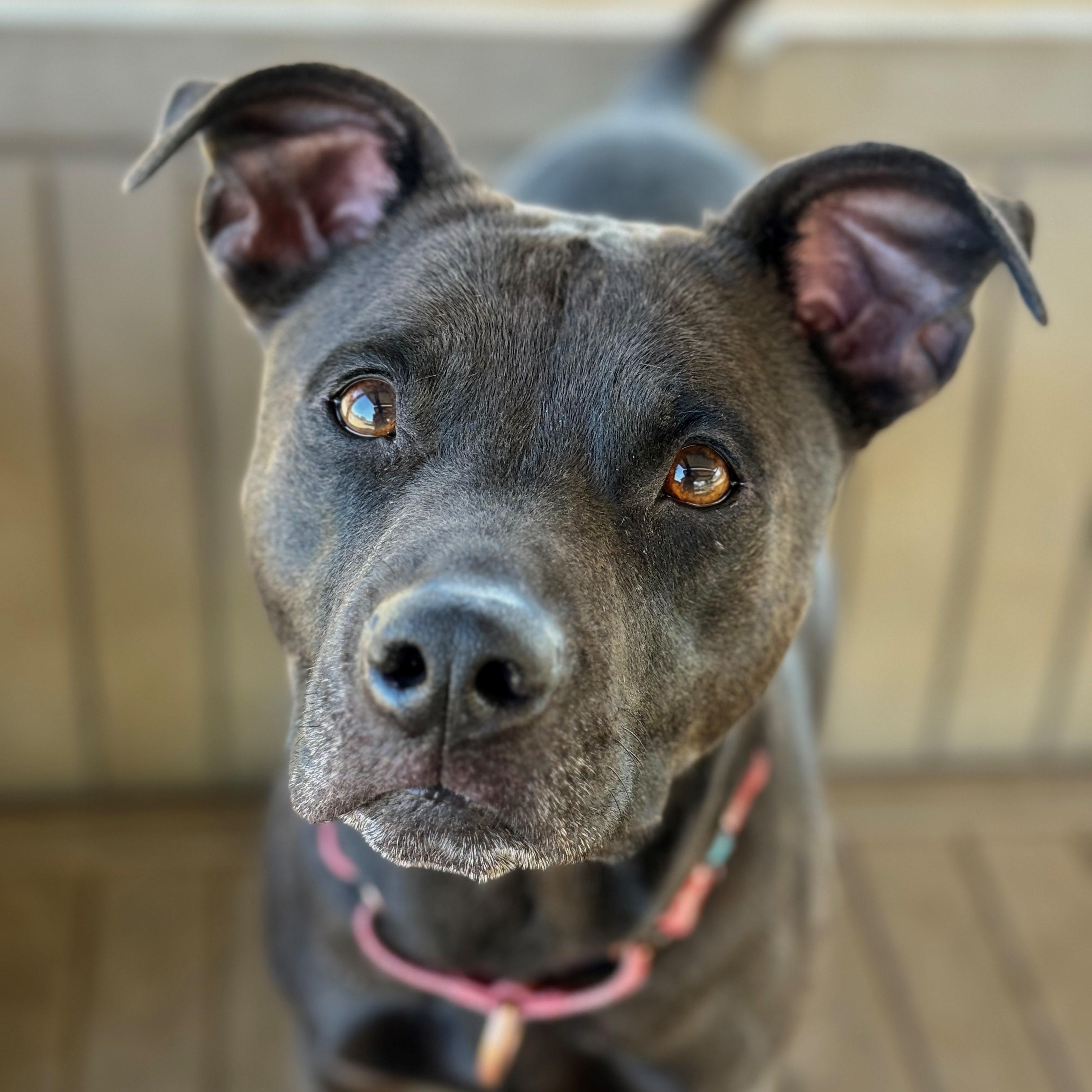Jakida, an adoptable Pit Bull Terrier, Black Labrador Retriever in Phoenix, OR, 97535 | Photo Image 1