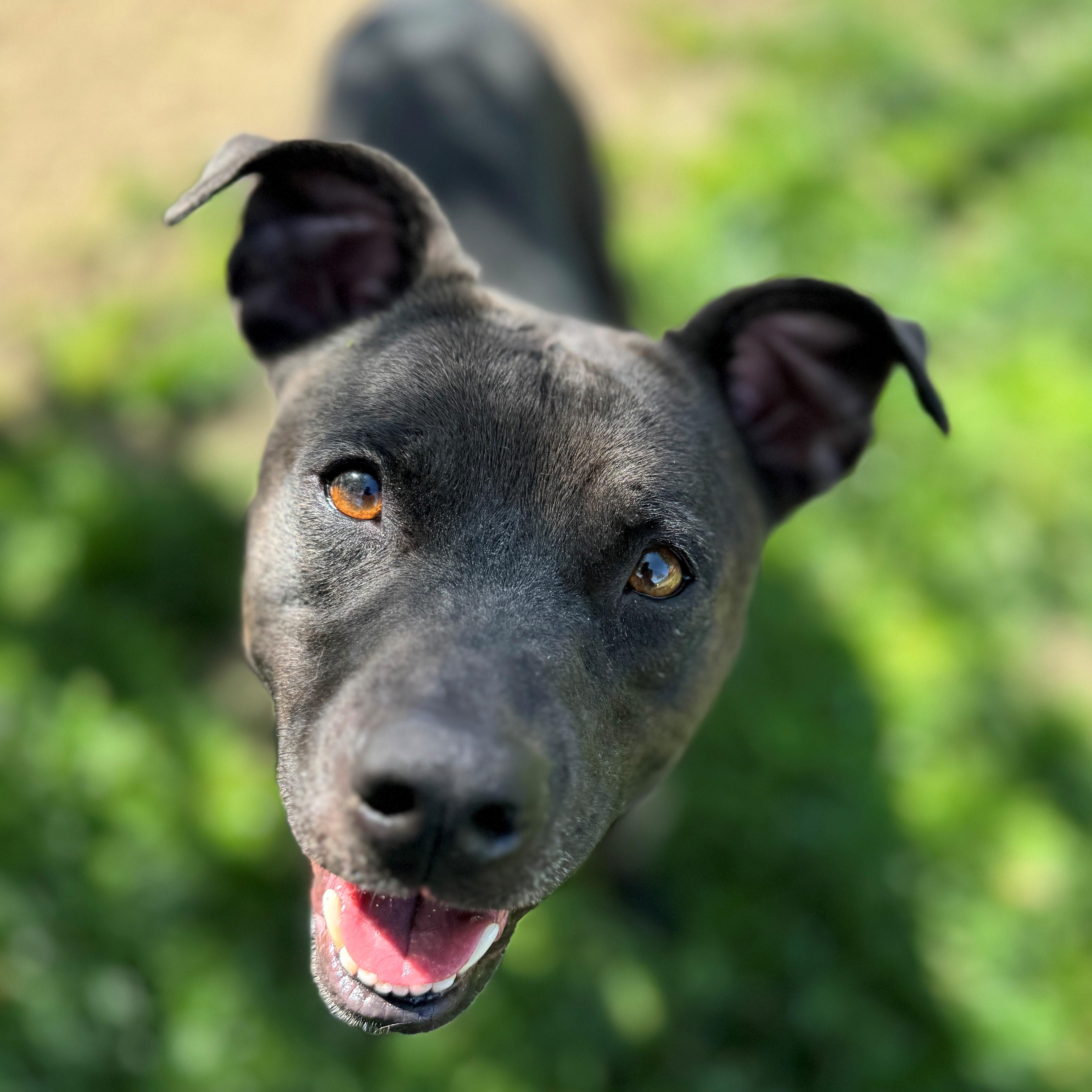 Jakida, an adoptable Pit Bull Terrier, Black Labrador Retriever in Phoenix, OR, 97535 | Photo Image 2