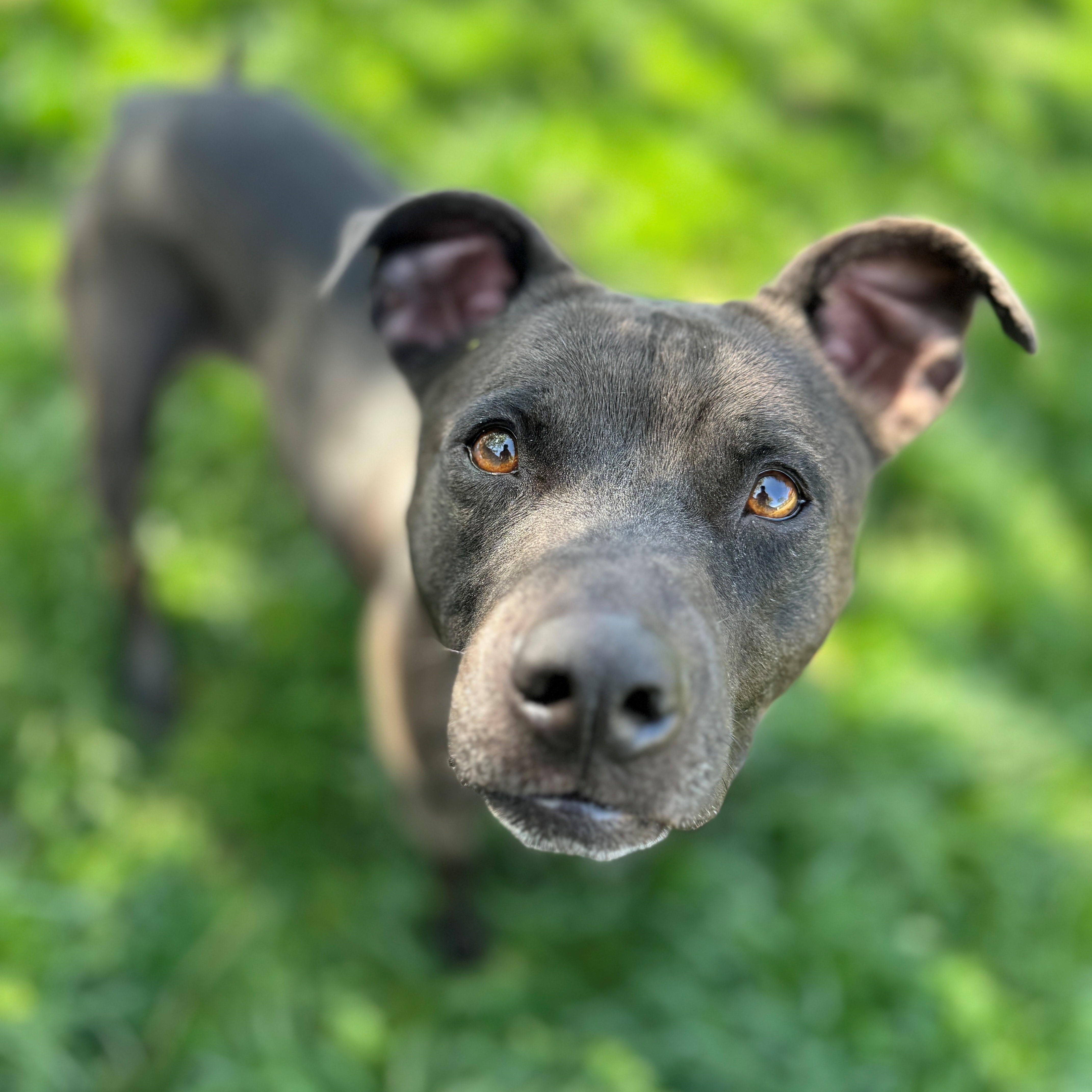 Jakida, an adoptable Pit Bull Terrier, Black Labrador Retriever in Phoenix, OR, 97535 | Photo Image 5